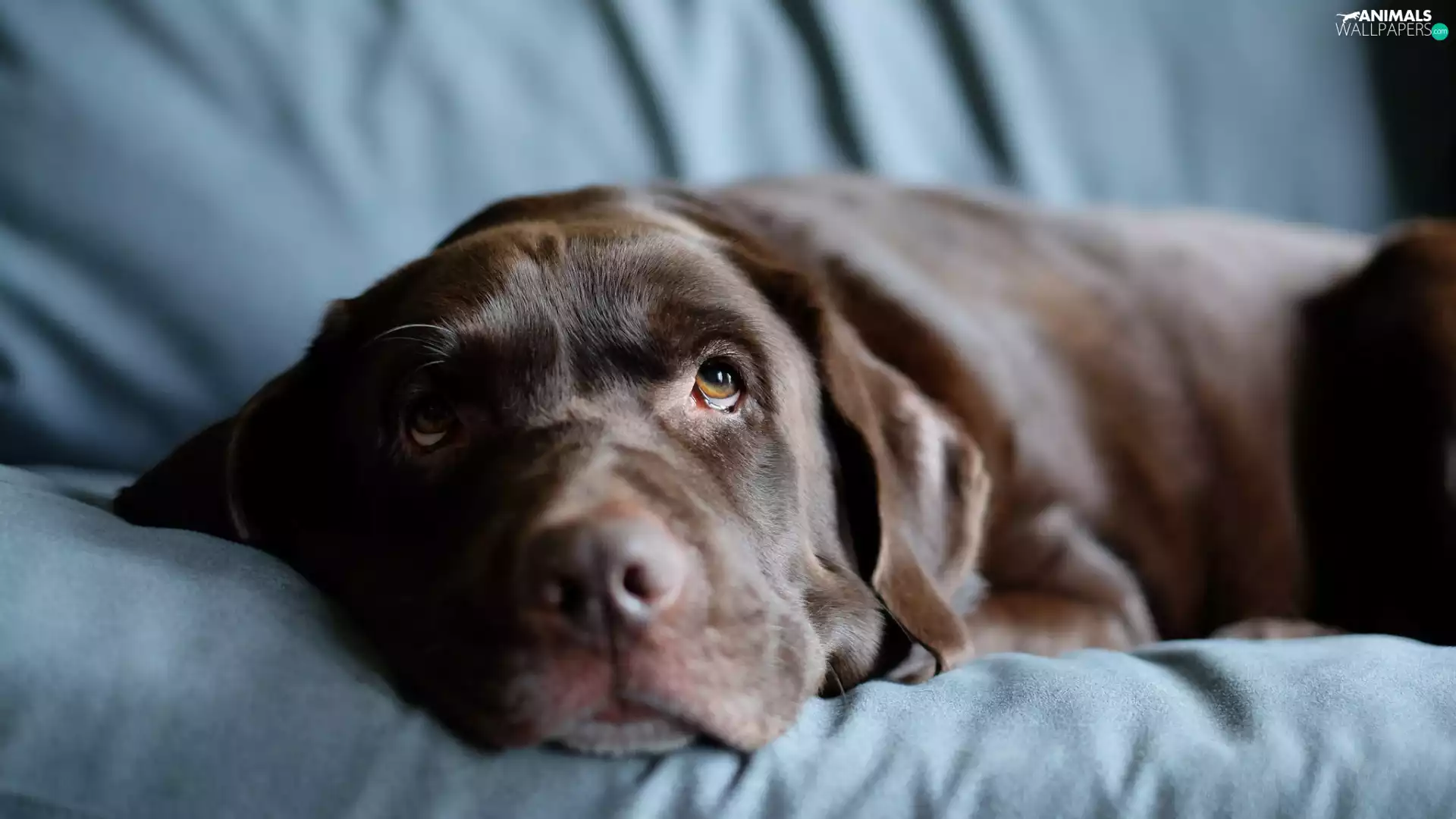 sad, The look, blur, Labrador Retriever