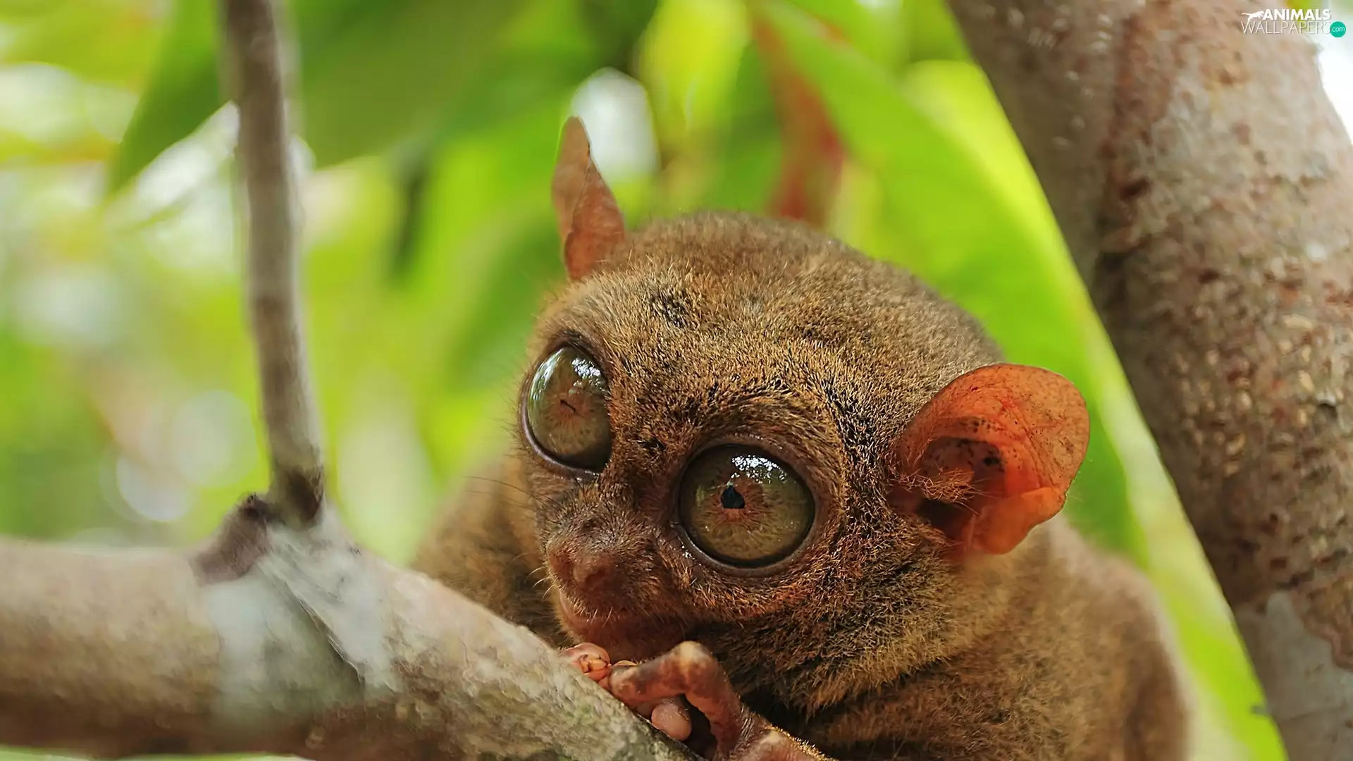 blur, animal, Tarsier
