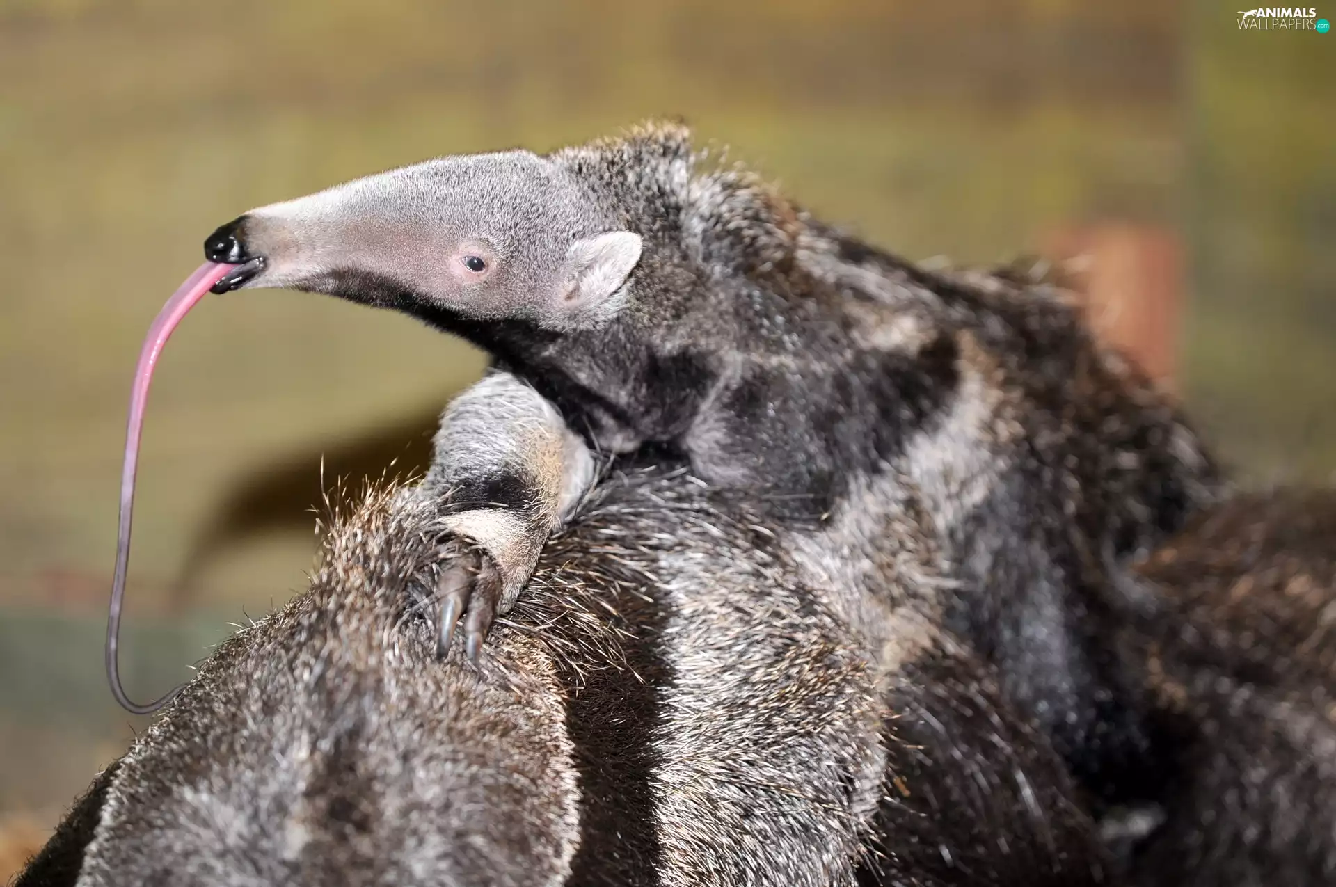 blur, anteater, Tounge