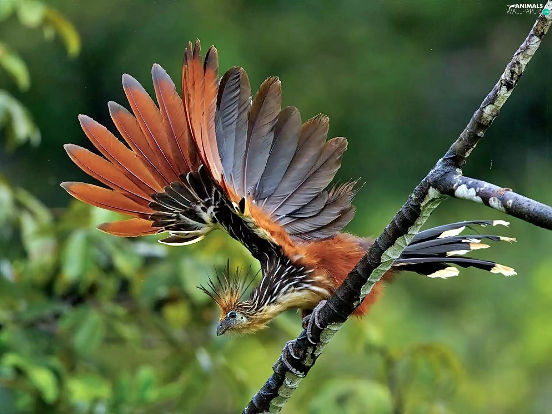 blur, Hoacyn, VEGETATION