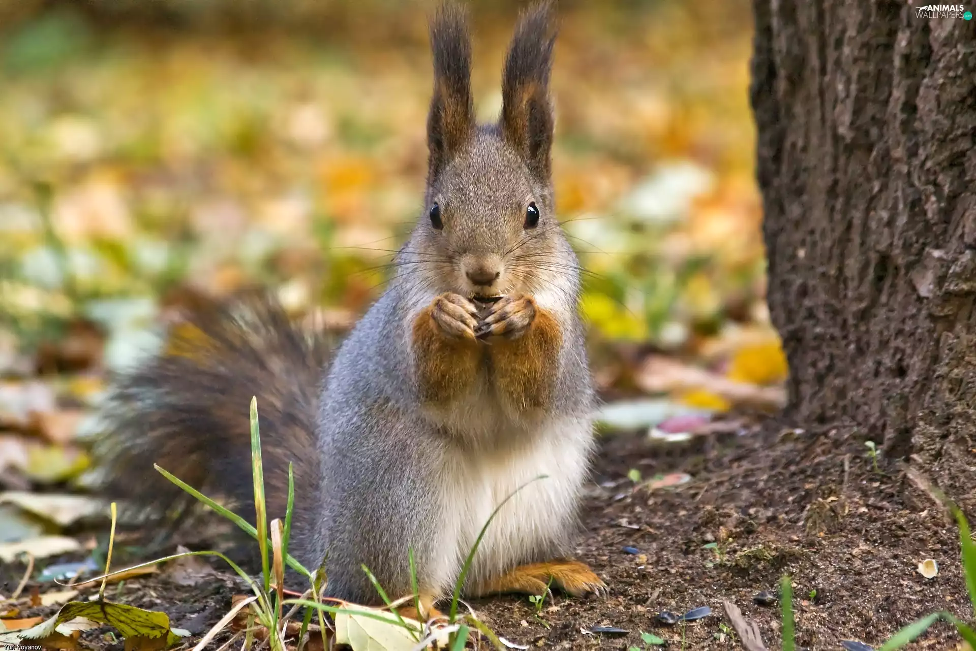 blur, squirrel, VEGETATION
