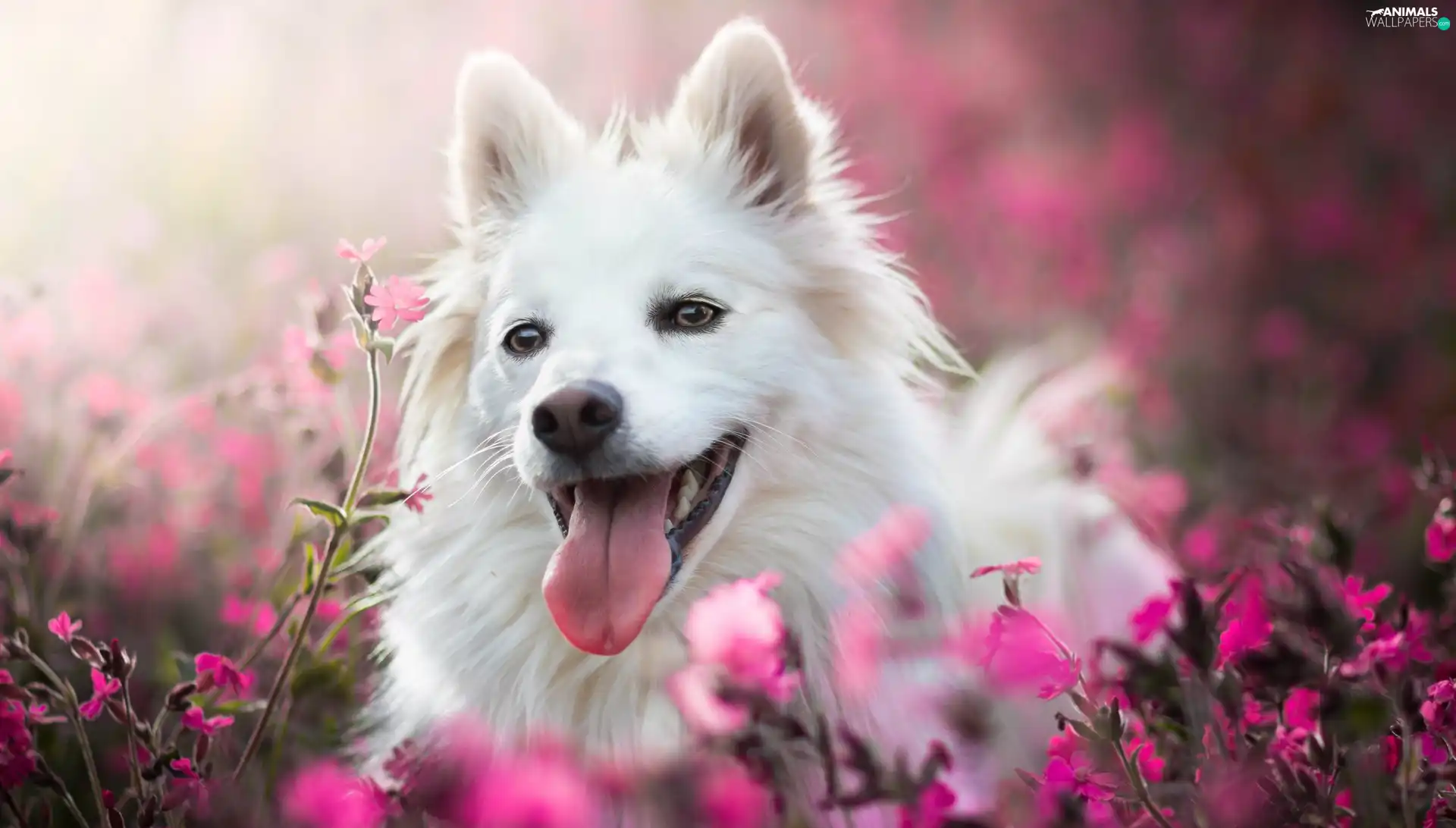 White, Flowers, blur, dog