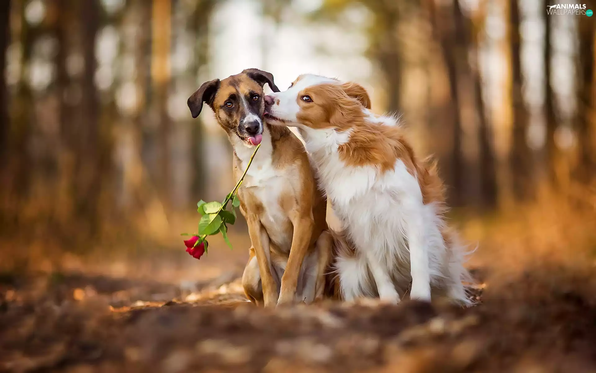 Mixed-breed dog, Two cars, rose, blurry background, Border Collie, Dogs
