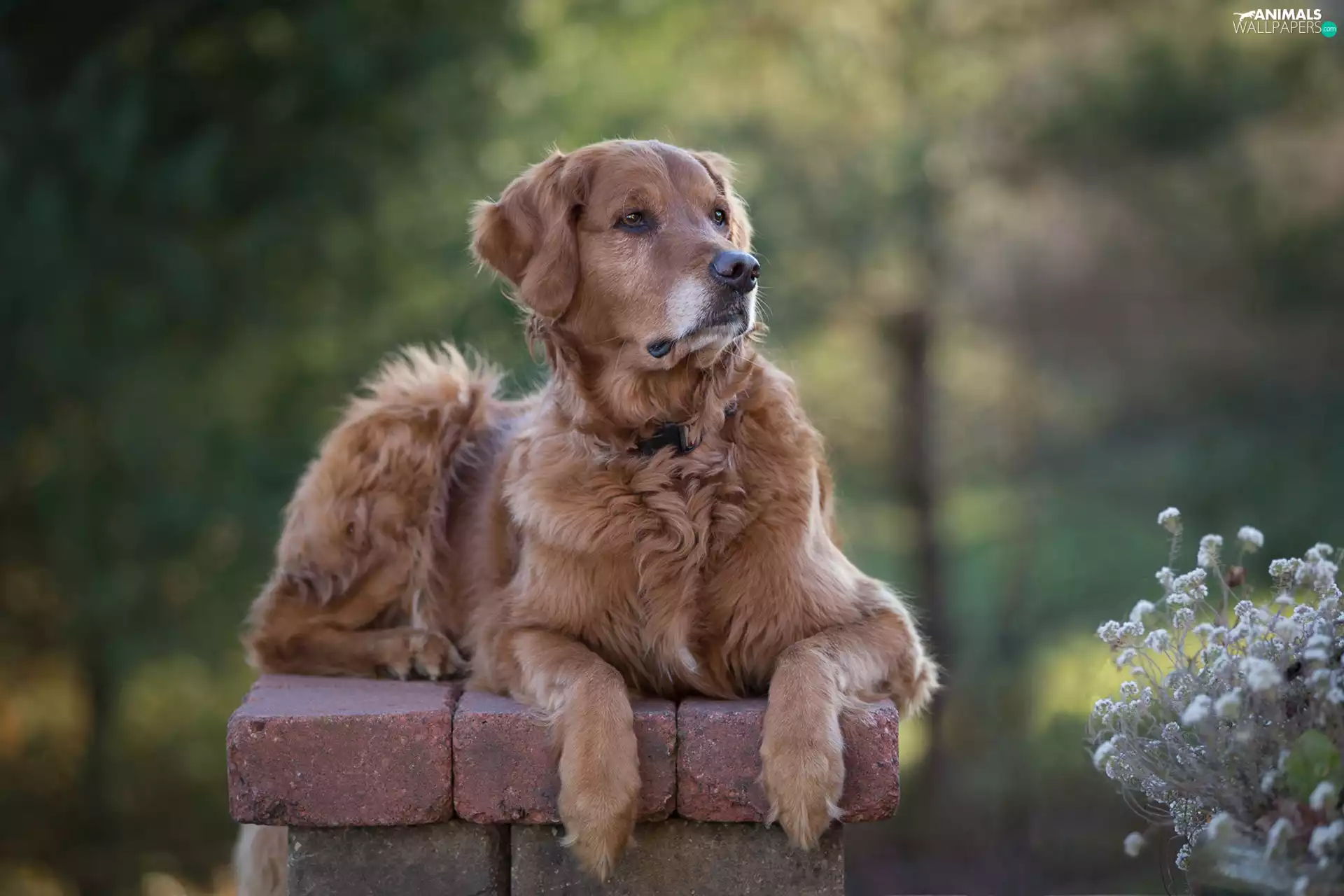 Golden Retriever, Plants, blurry background, ledge