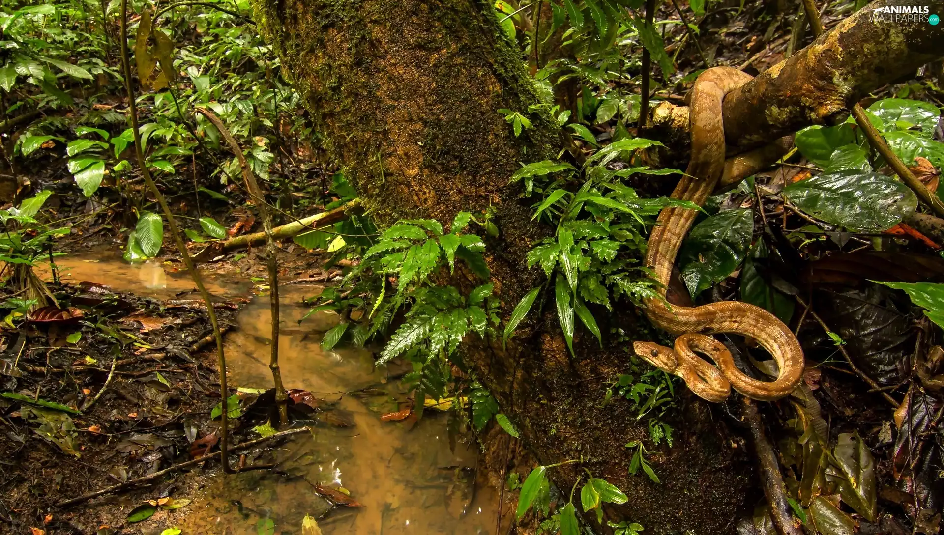 stream, Amazon Tree Boa, trees, jungle, Snake