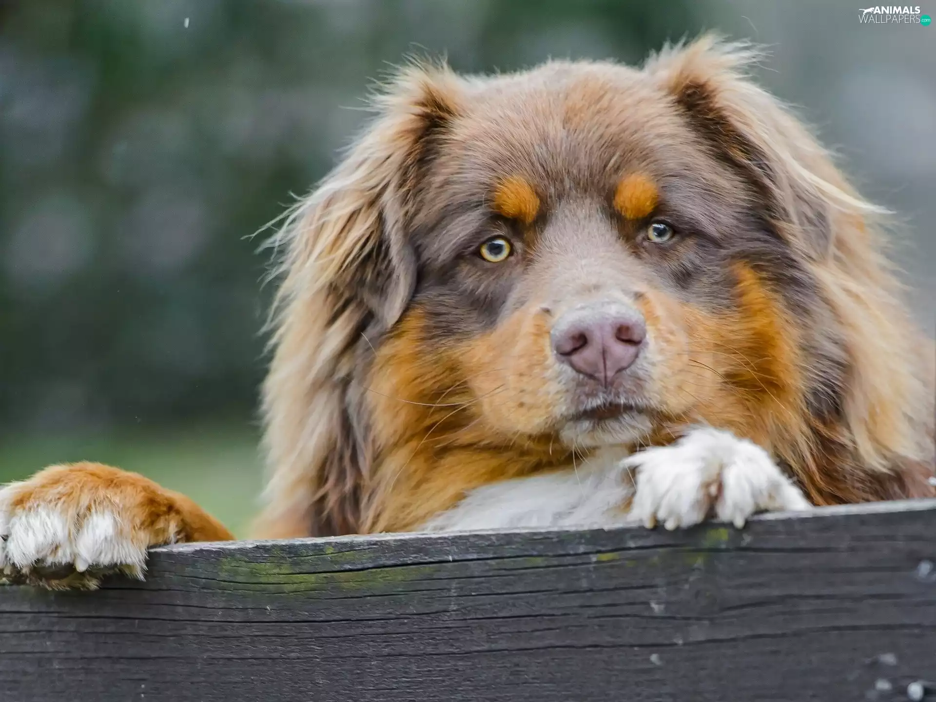 doggy, board, Australian Shepherd, feet