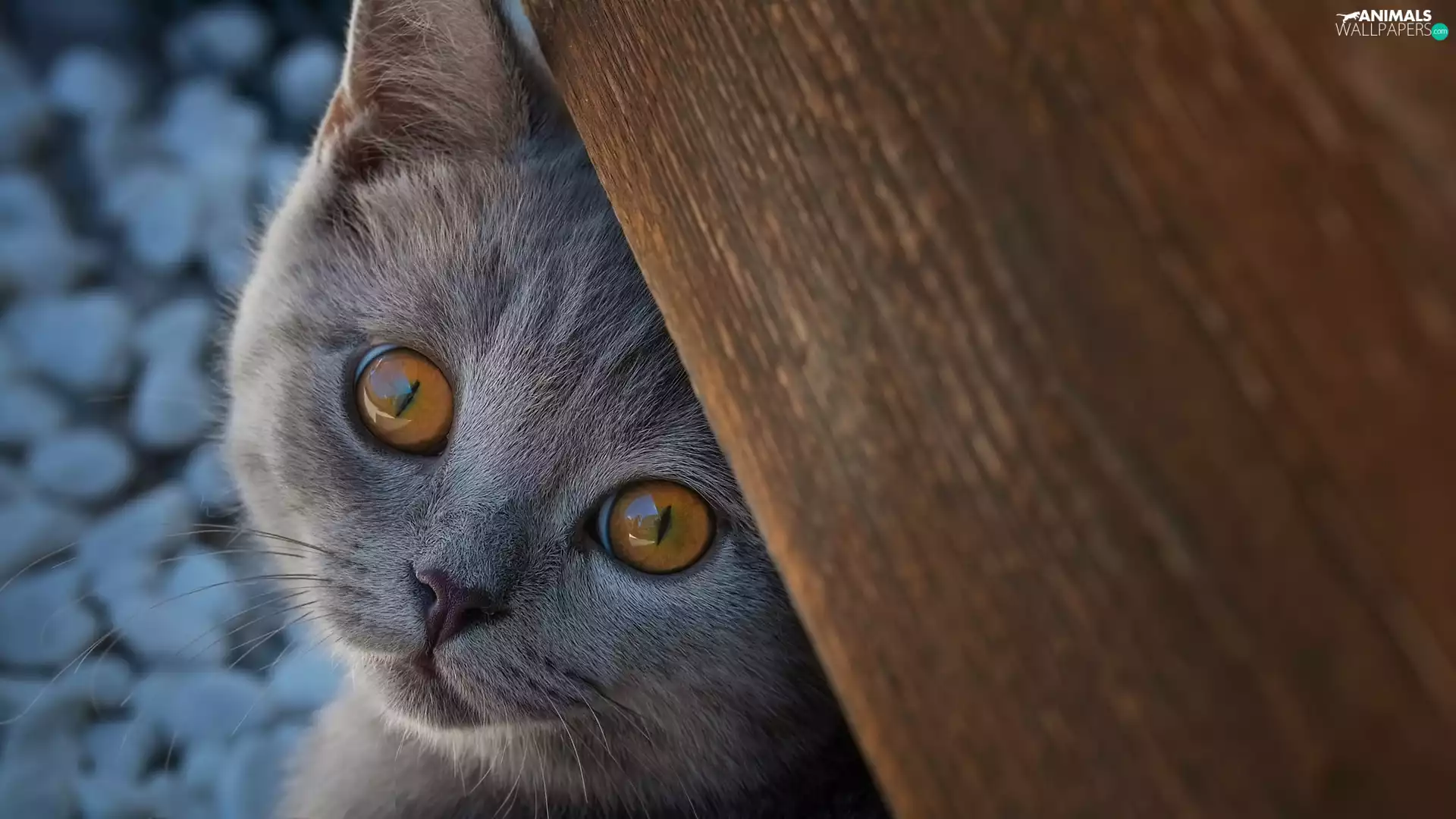 British Shorthair Cat, board