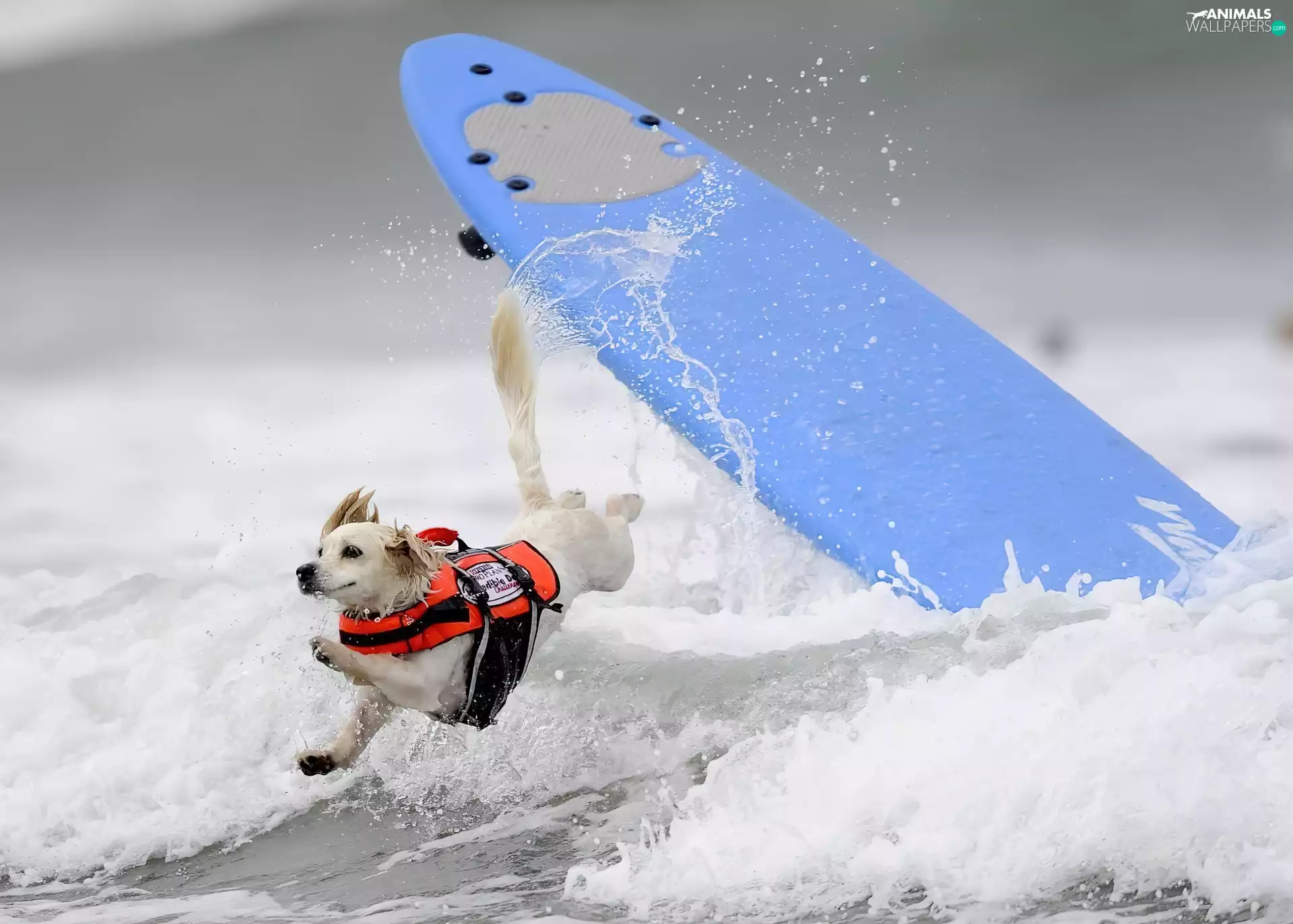 board, dog, water