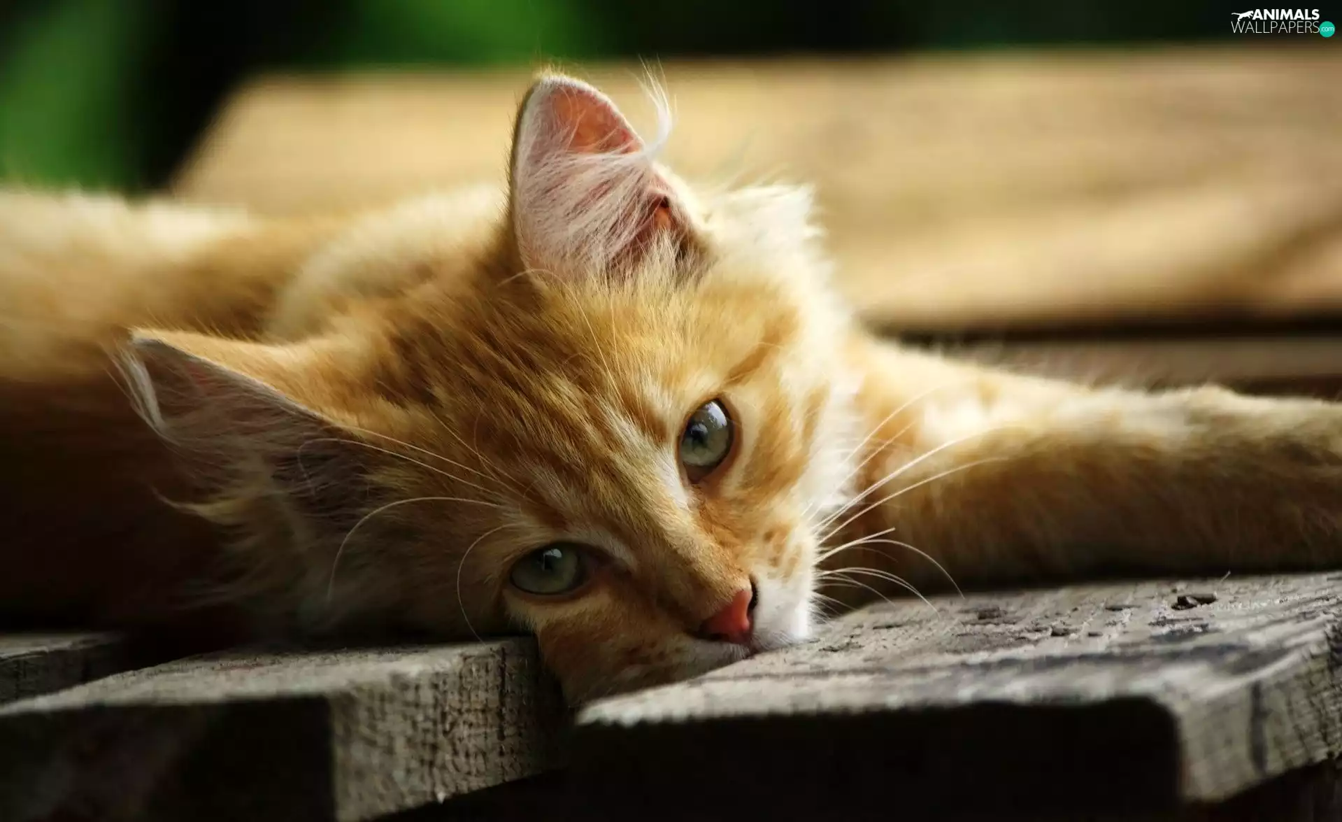 boarding, lying, cat