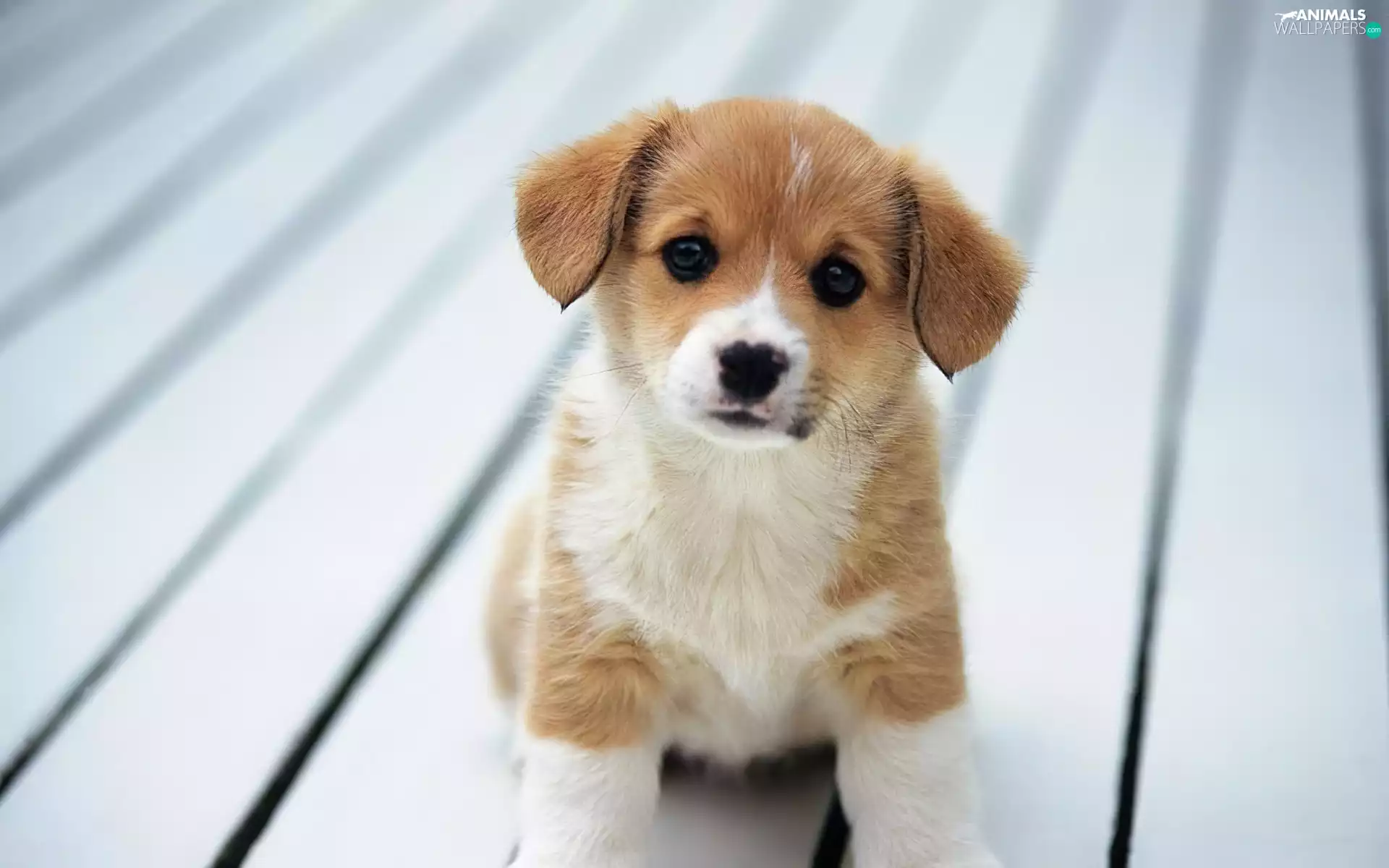 boarding, sitter, doggy