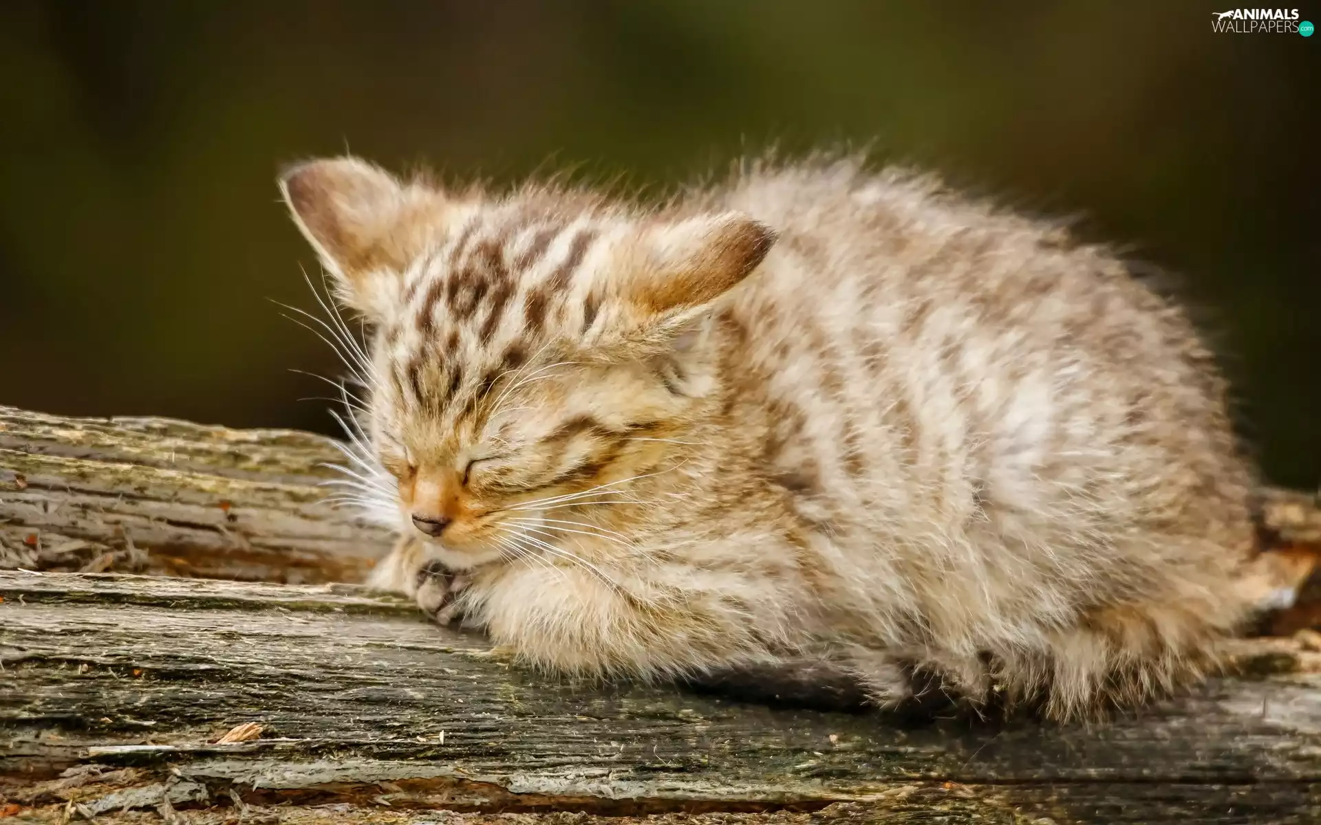 boarding, small, kitten