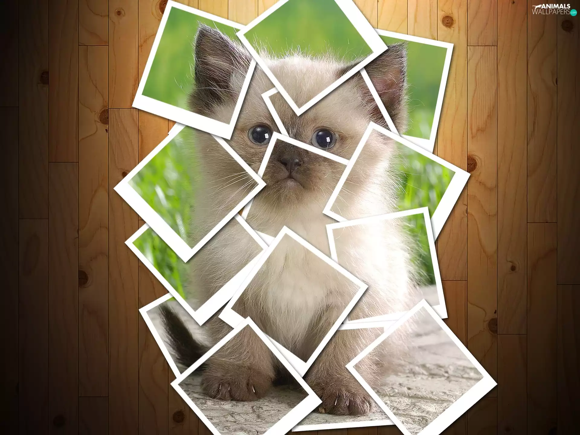 boarding, kitten, photos