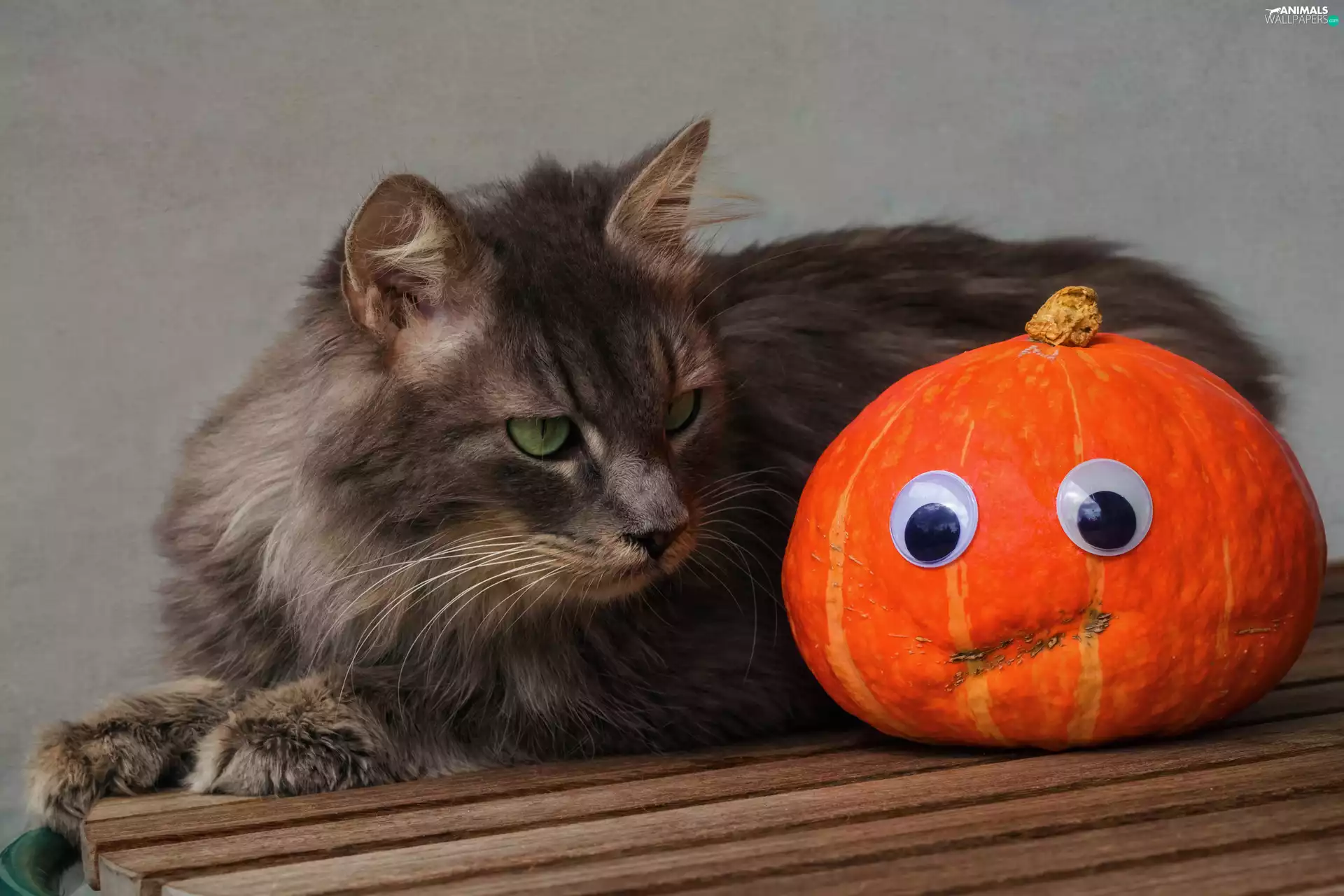 Eyes, boarding, pumpkin, look, cat