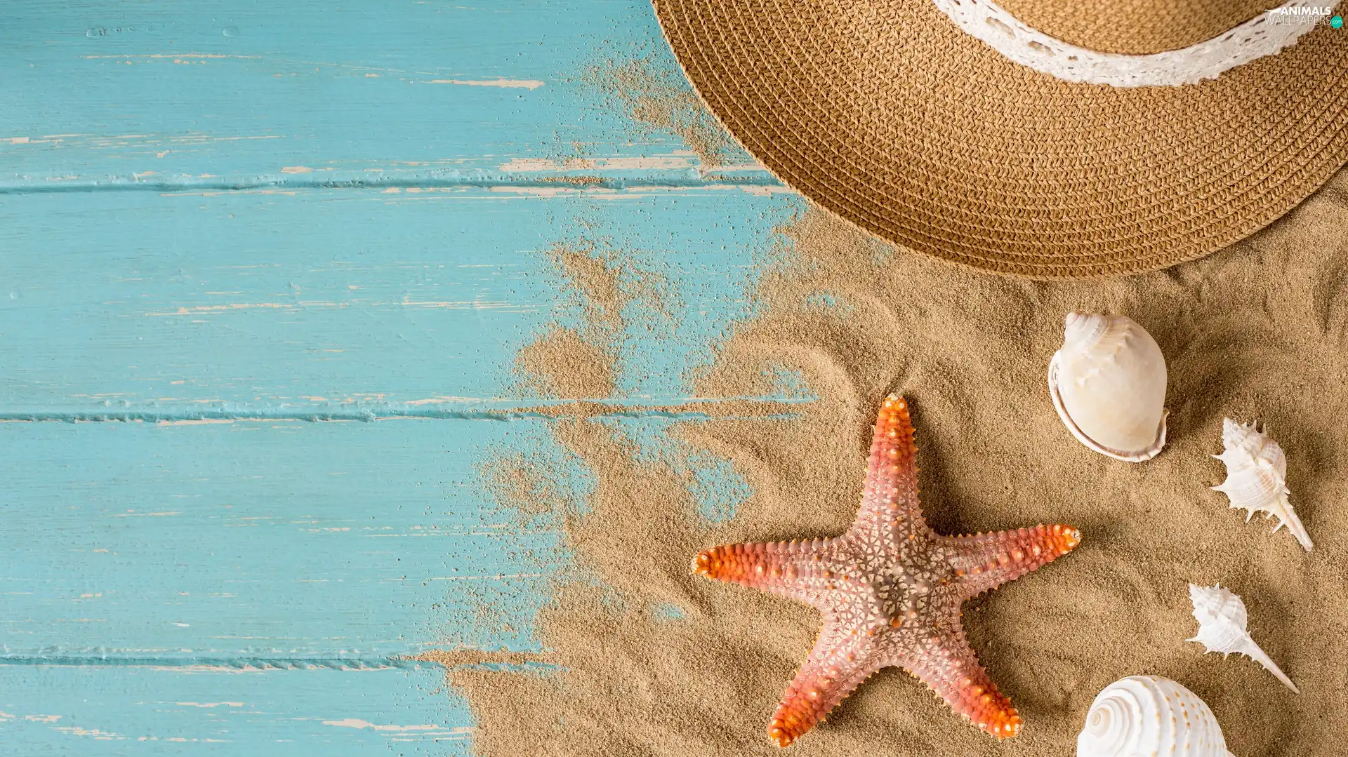 Sand, boarding, Shells, starfish, Hat