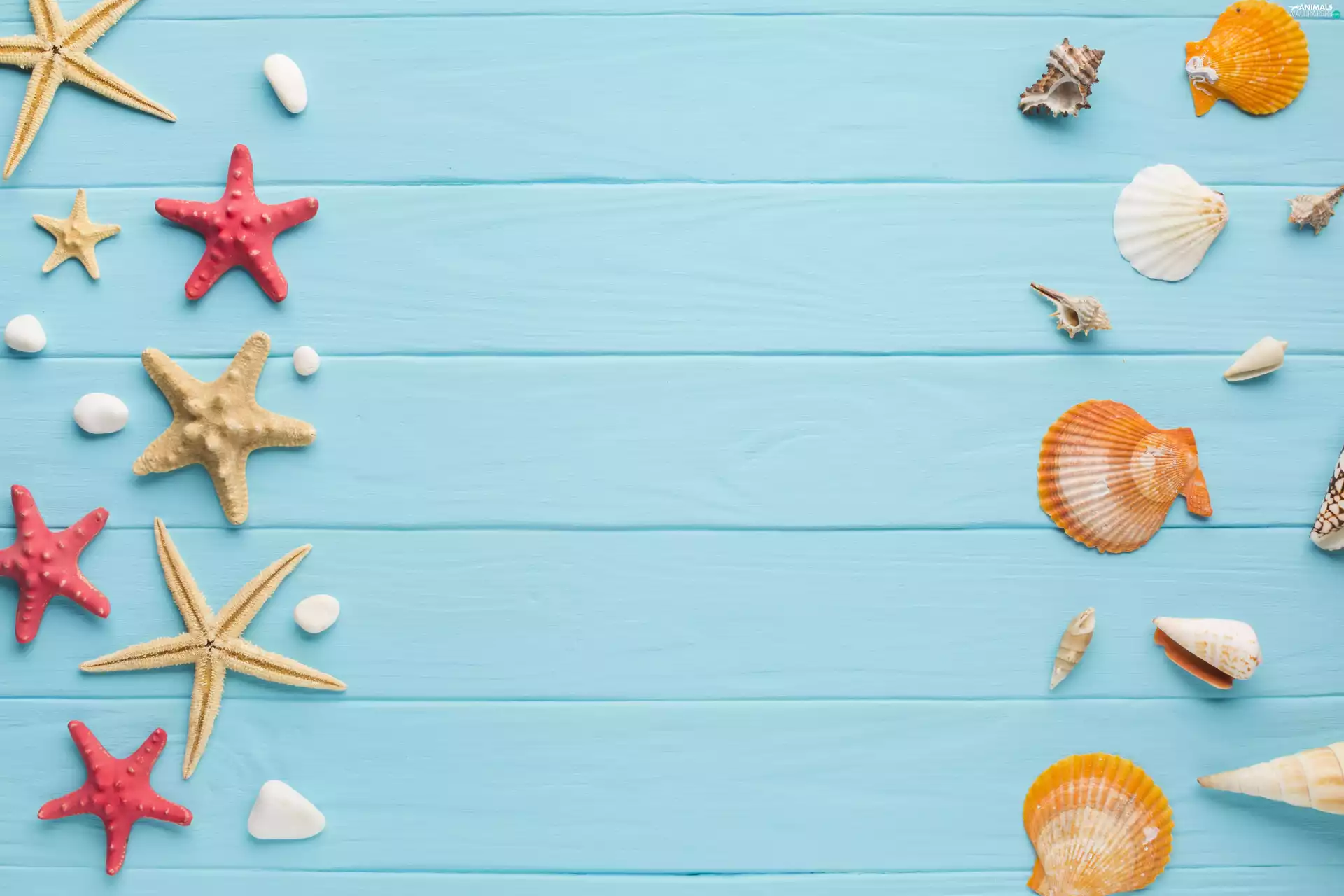 boarding, starfish, Shells