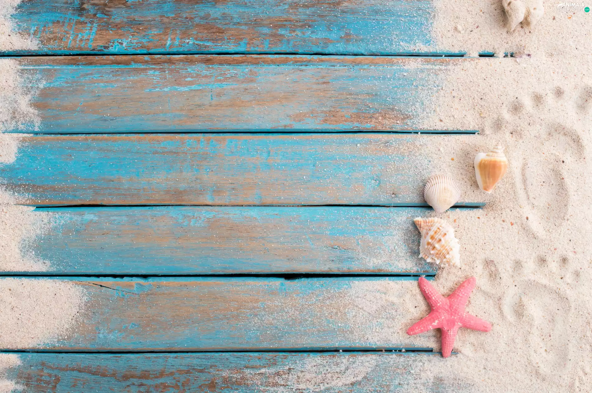 Sand, Shells, feet, boarding, traces, starfish