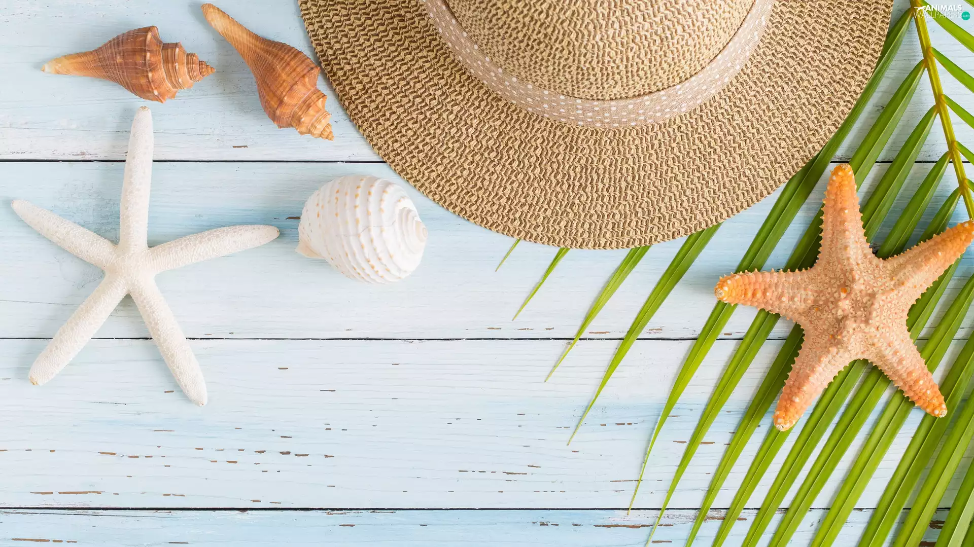 Shells, Hat, Palms, boarding, leaf, starfish