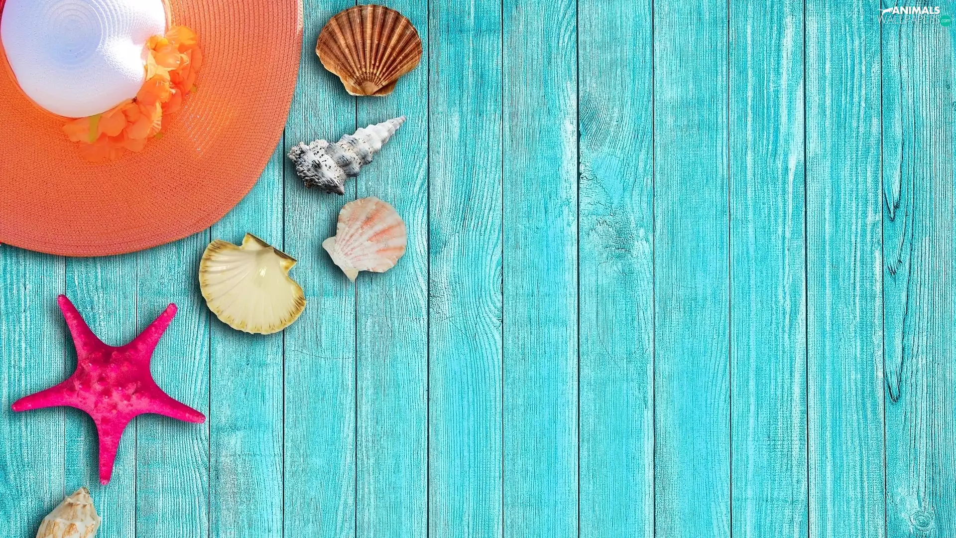 Blue, boarding, starfish, Hat, Shells