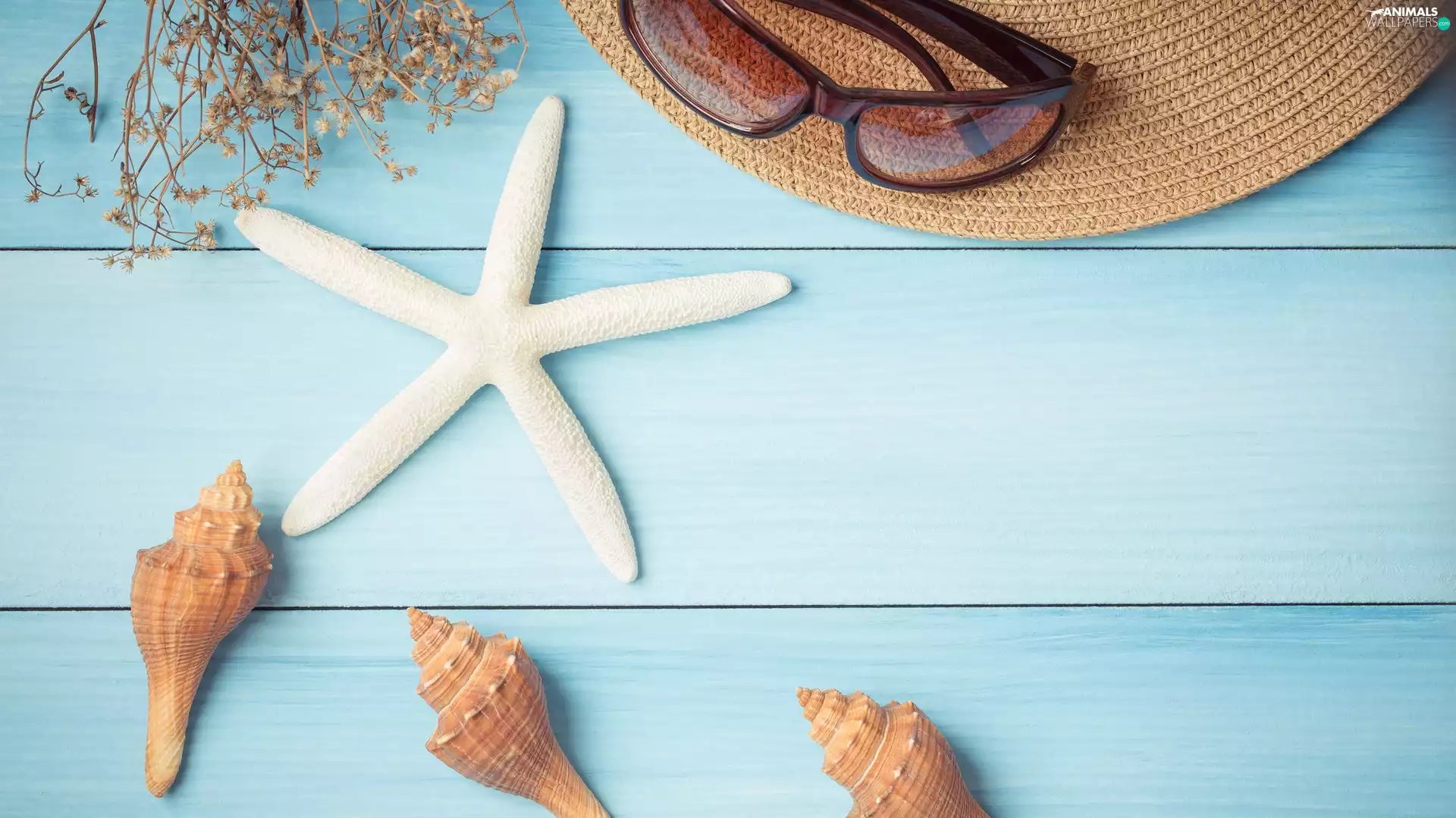 Glasses, boarding, Starfish, Hat, Shells
