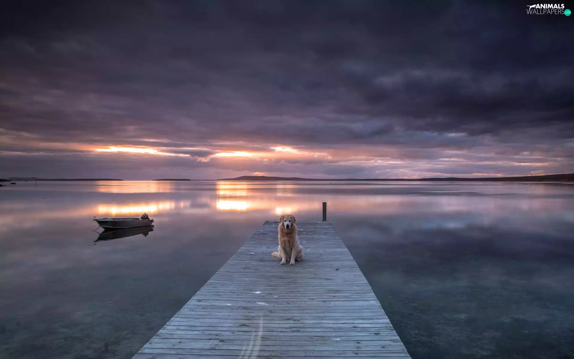 sea, Boat, Great Sunsets, dog