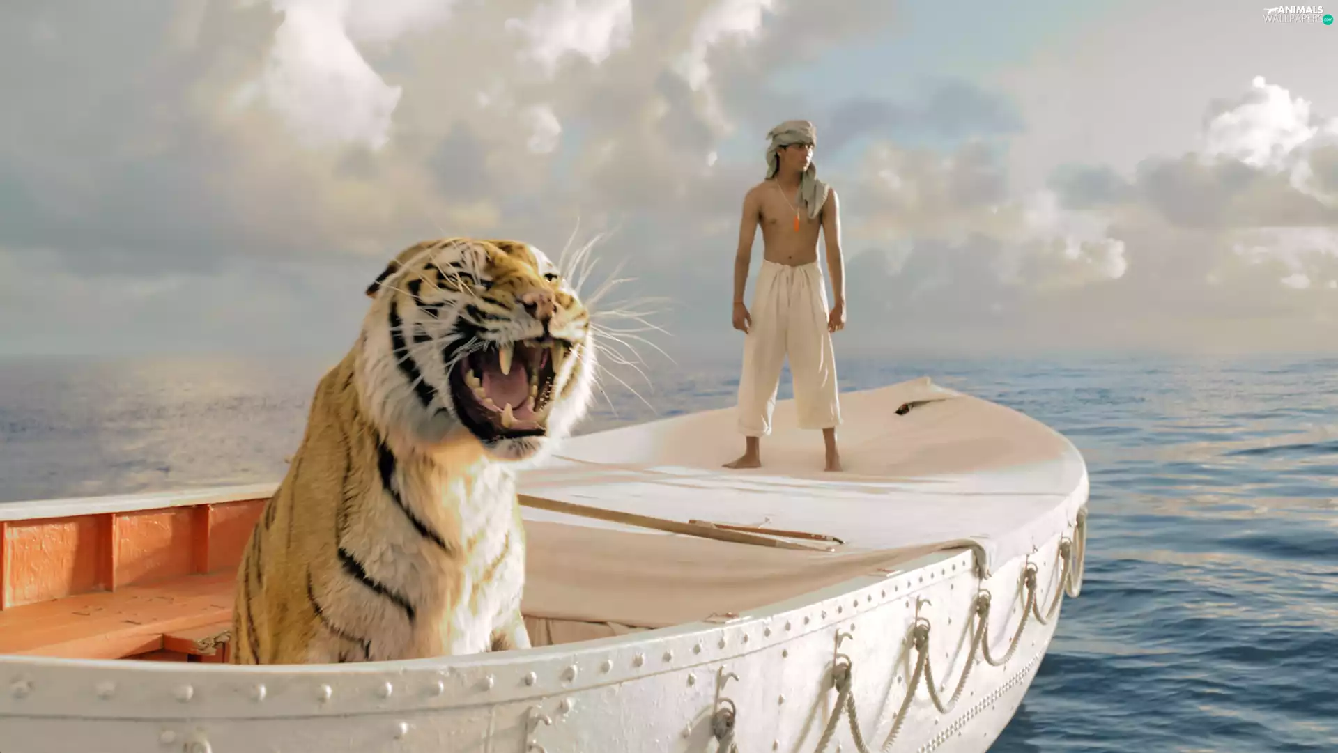 sea, clouds, tiger, Boat, a man