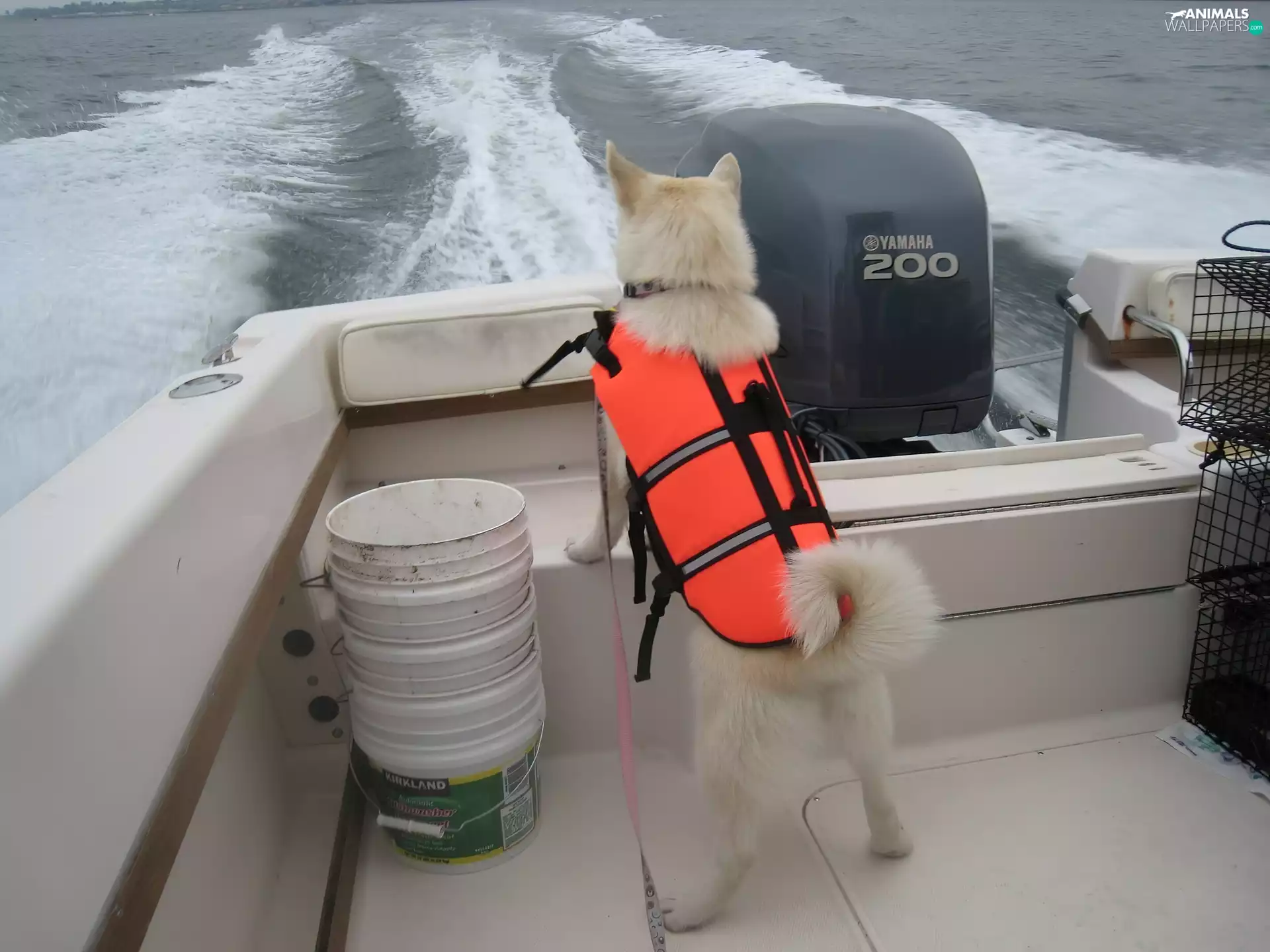 Motor boat, Norsk Buhund, Waves