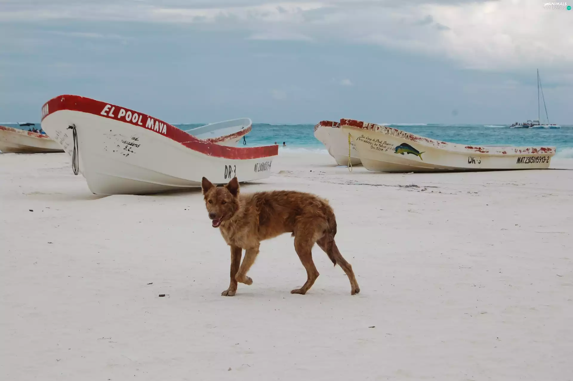 boats, Beaches, dog
