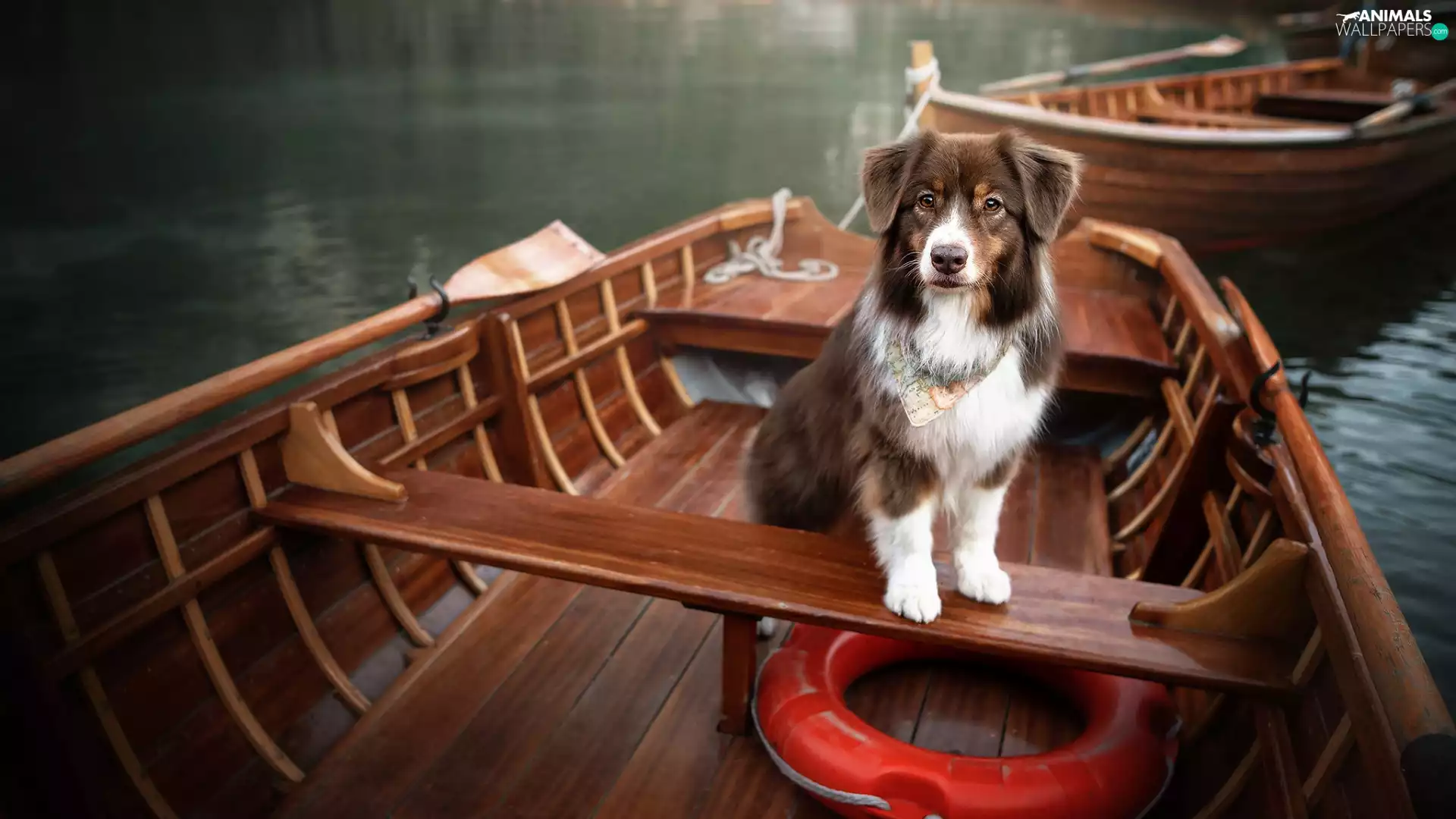 dog, Australian Shepherd, boats, Brown and white