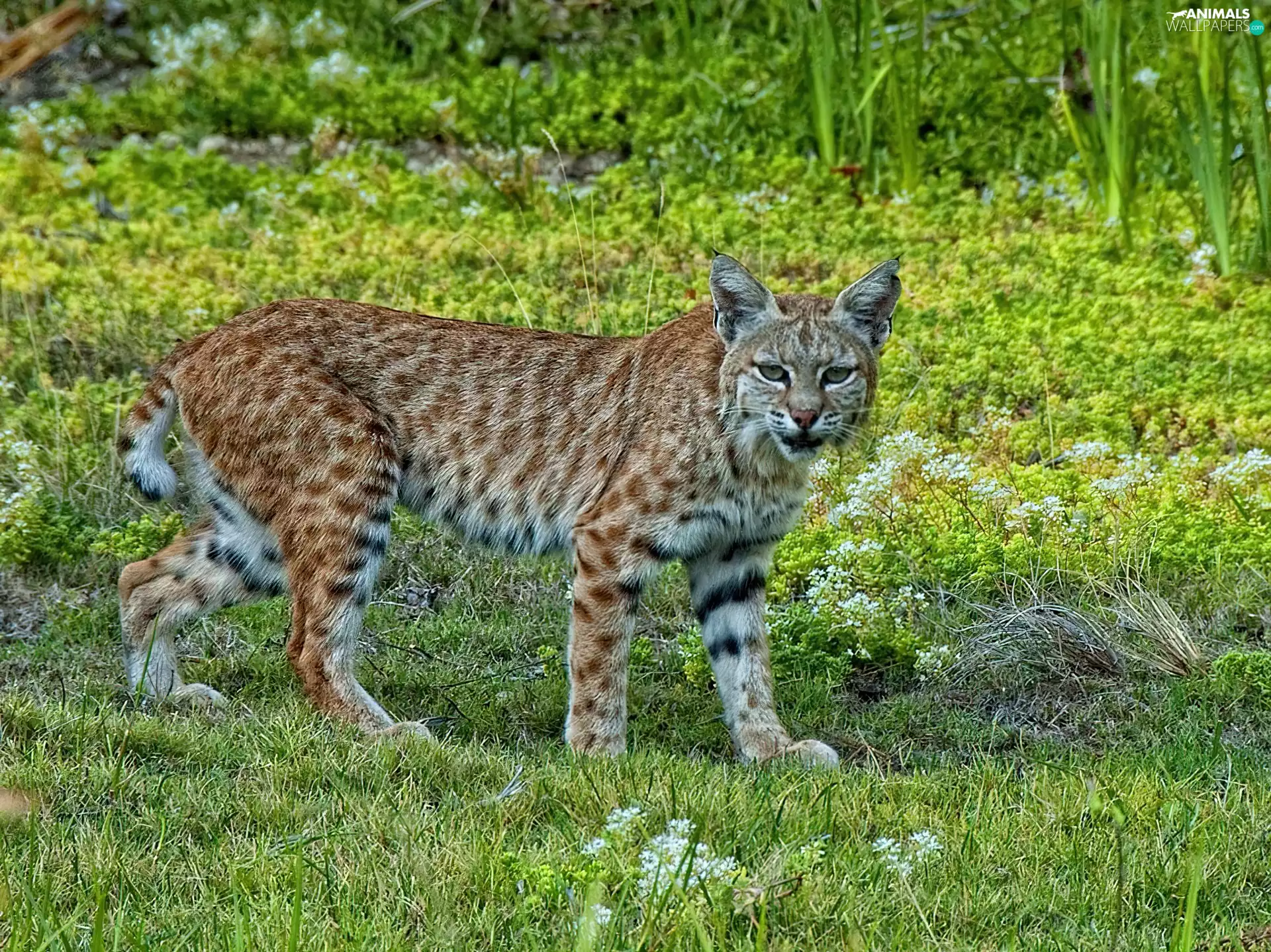 bobcat, Meadow