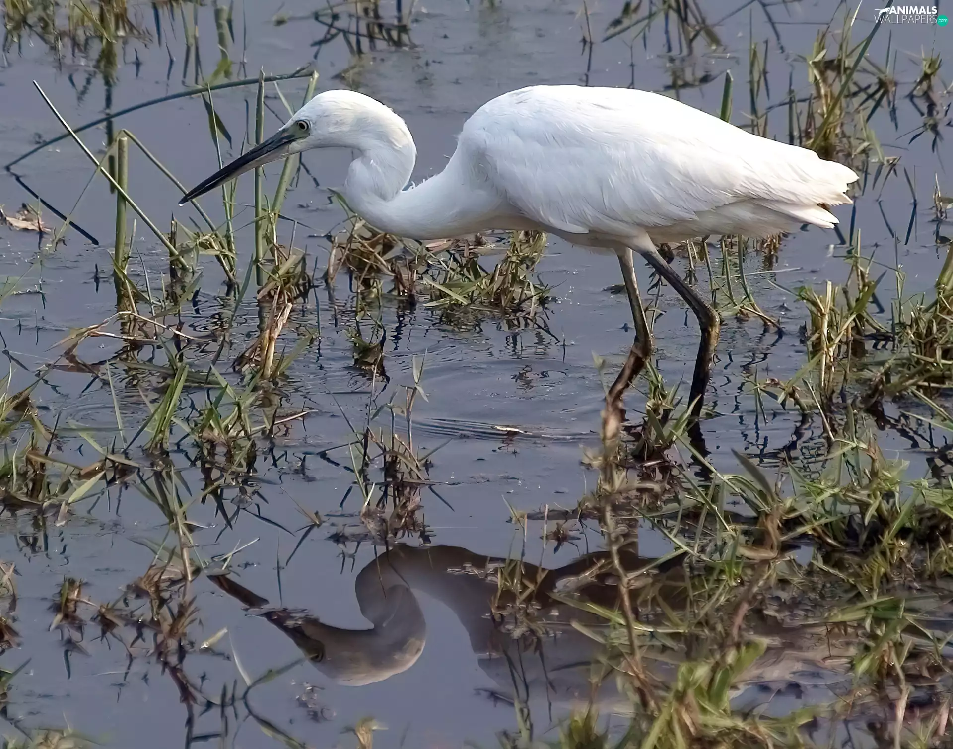 water, Little Egret, bog