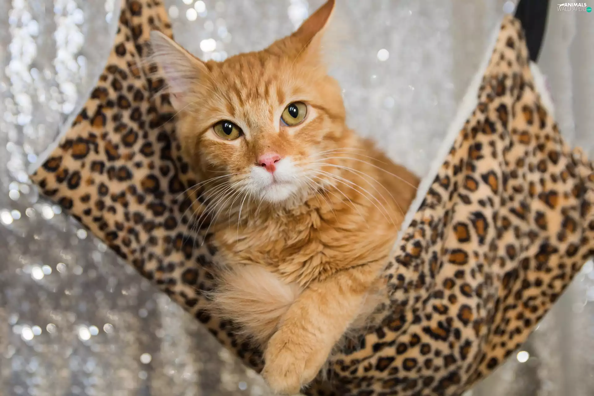 Hammock, ginger, Panther, Bokeh, Figured, cat