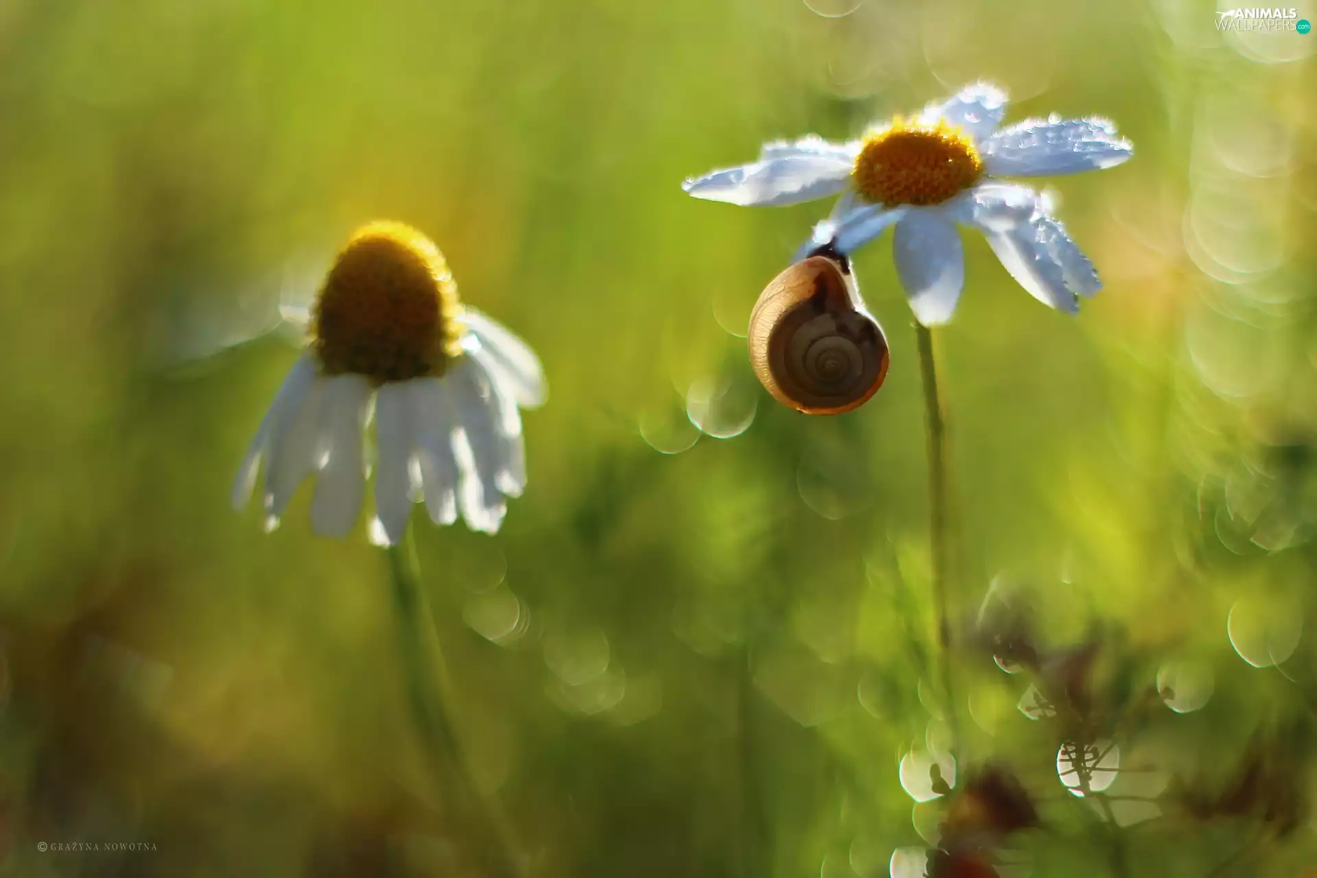 Bokeh, snail, Daisy