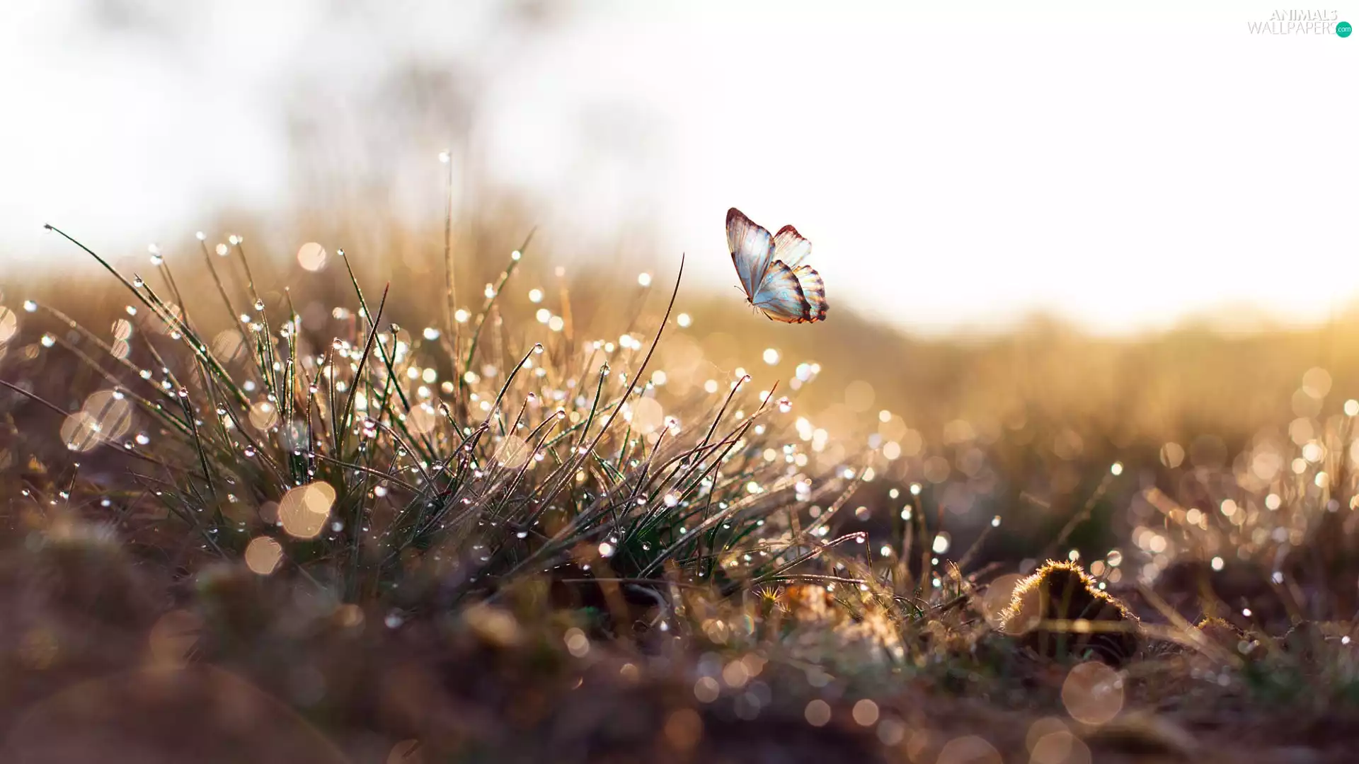 butterfly, Bokeh, drops, graphic, grass