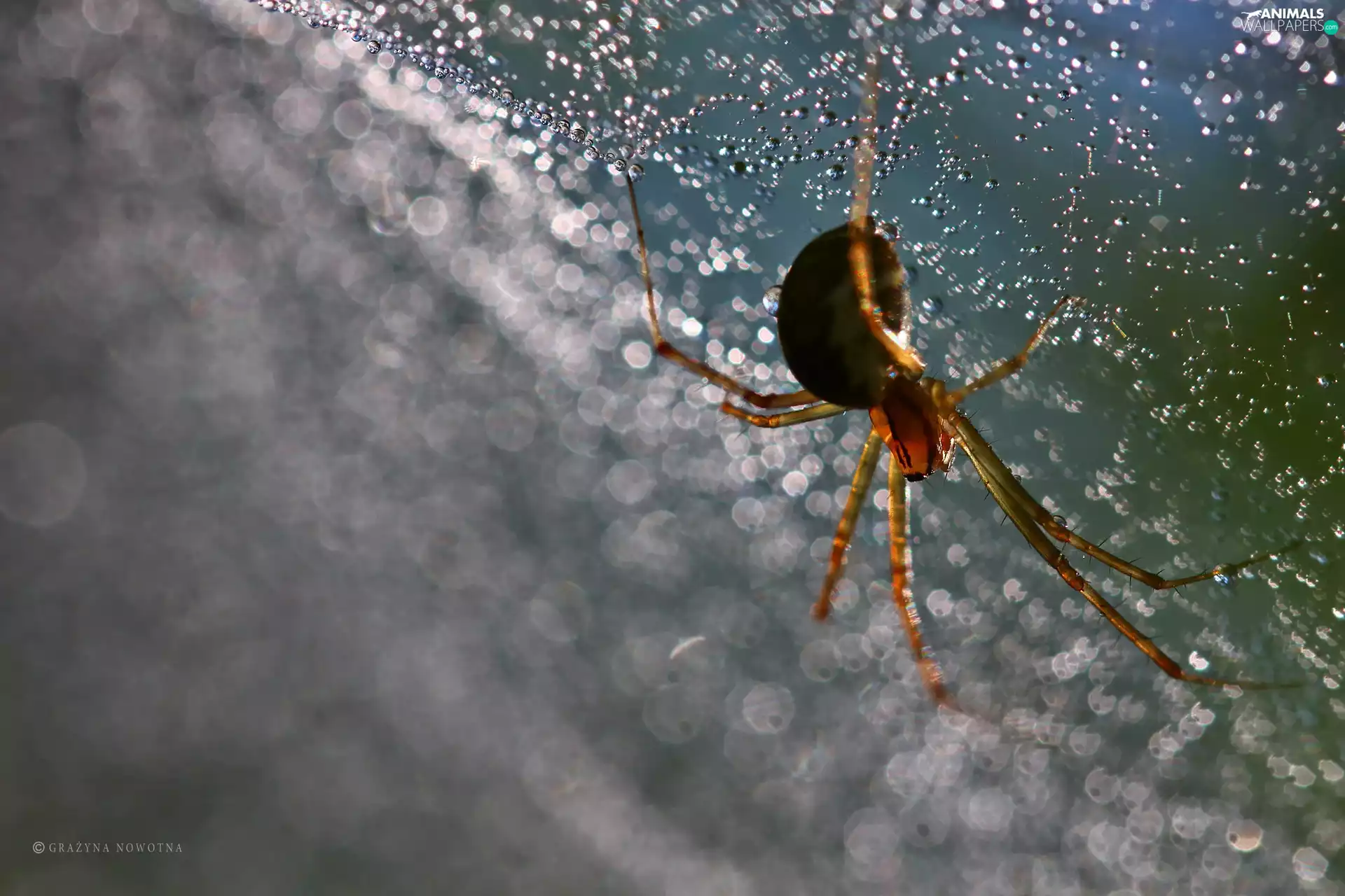 Bokeh, Spider, drops