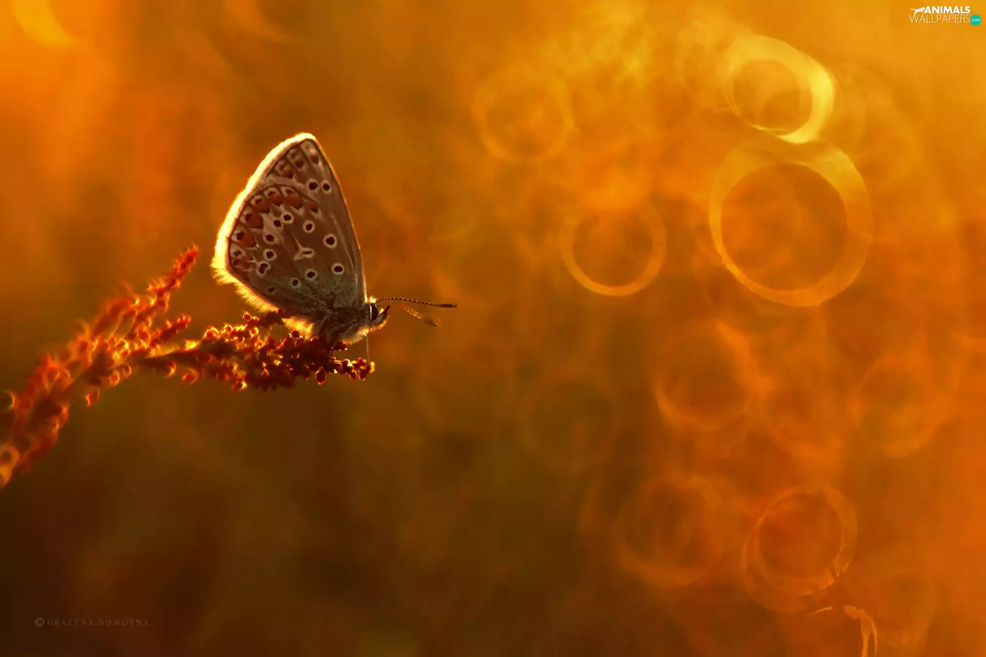 Bokeh, butterfly, Dusky