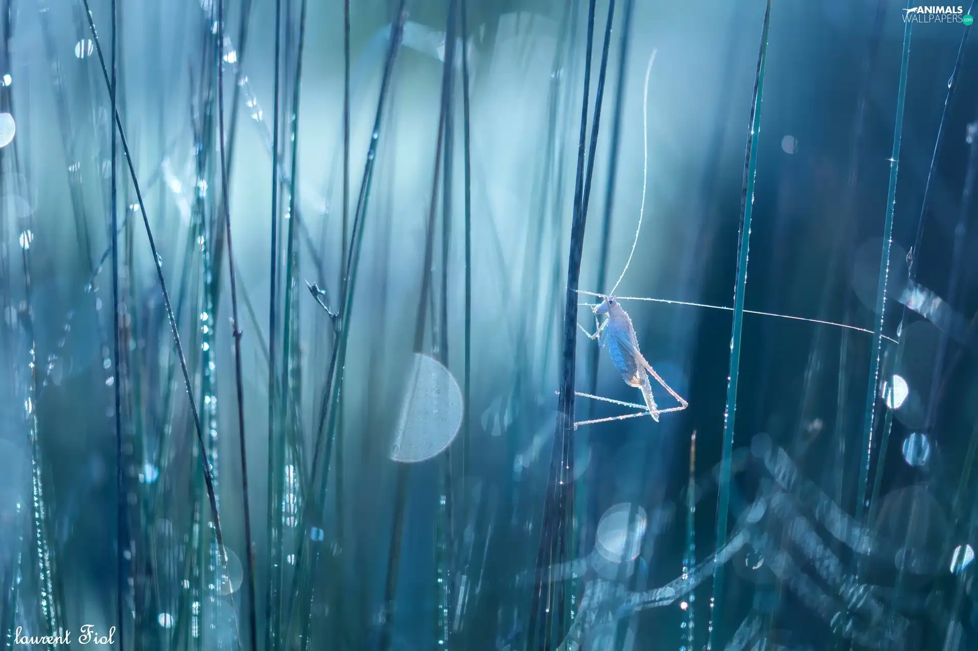 Bokeh, grasshopper, grass