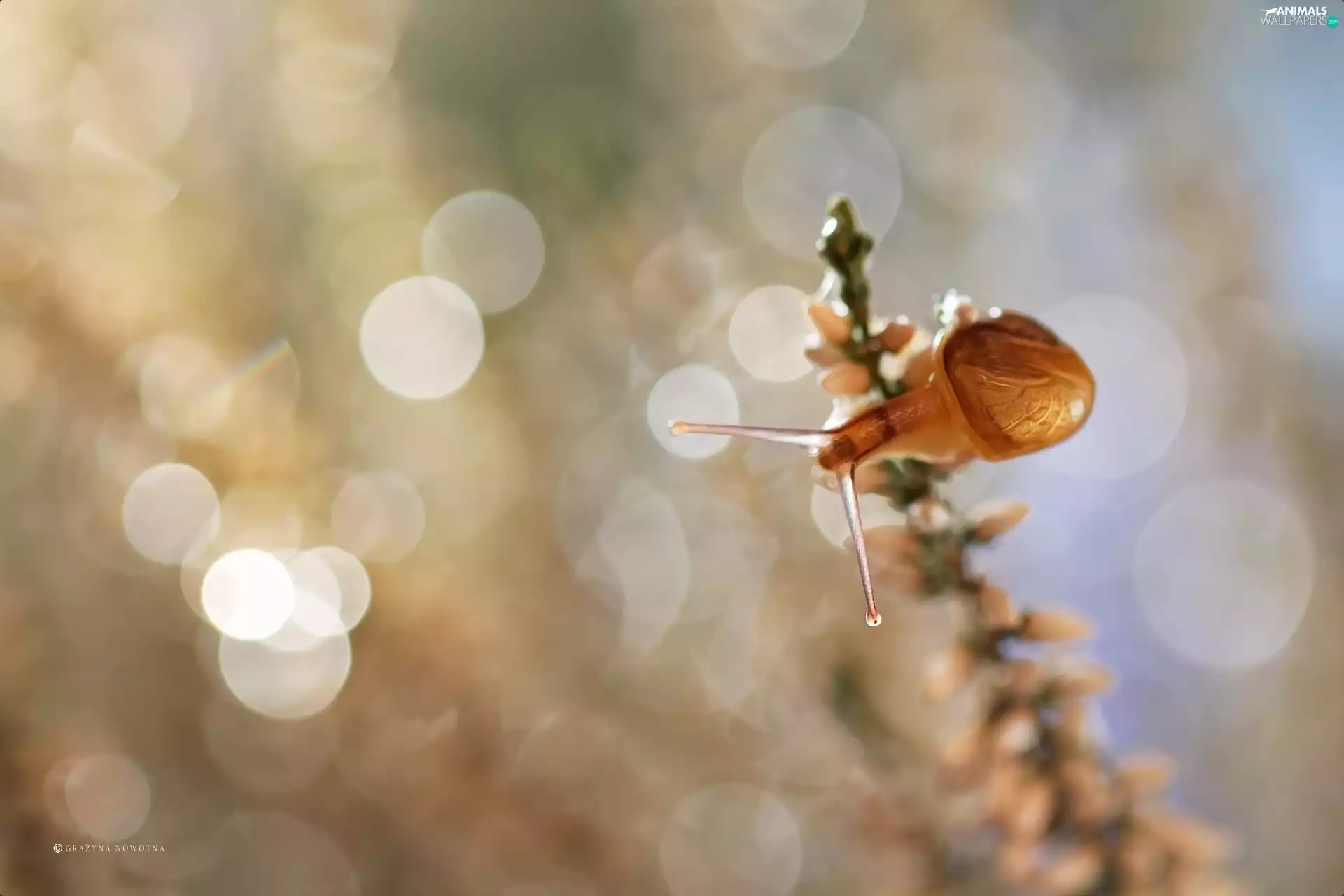 Bokeh, snail, heather