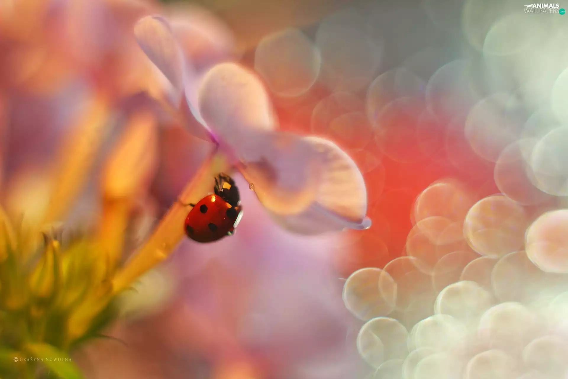 phlox, Bokeh, Insect, Red, ladybird