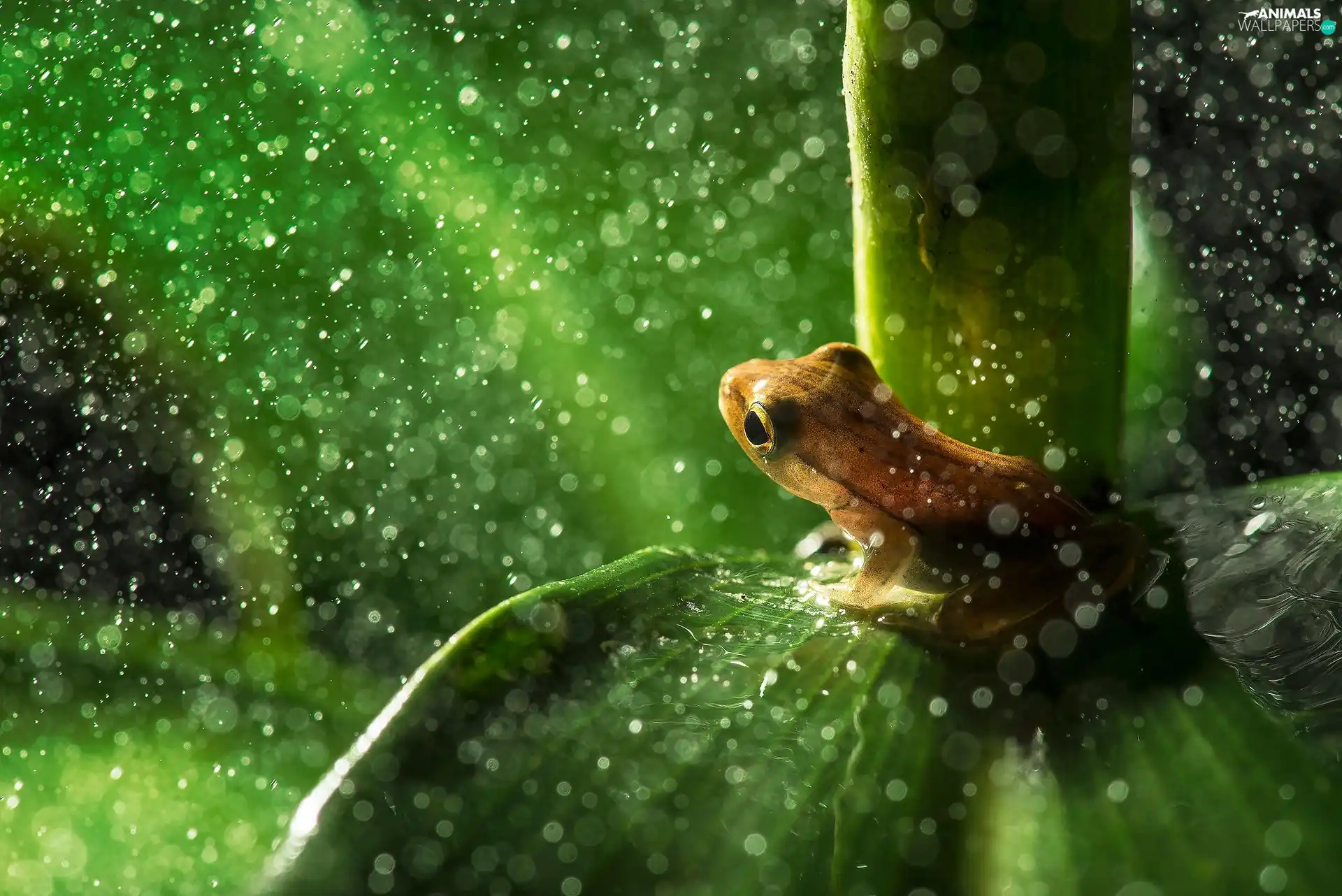 Bokeh, frog, leaf