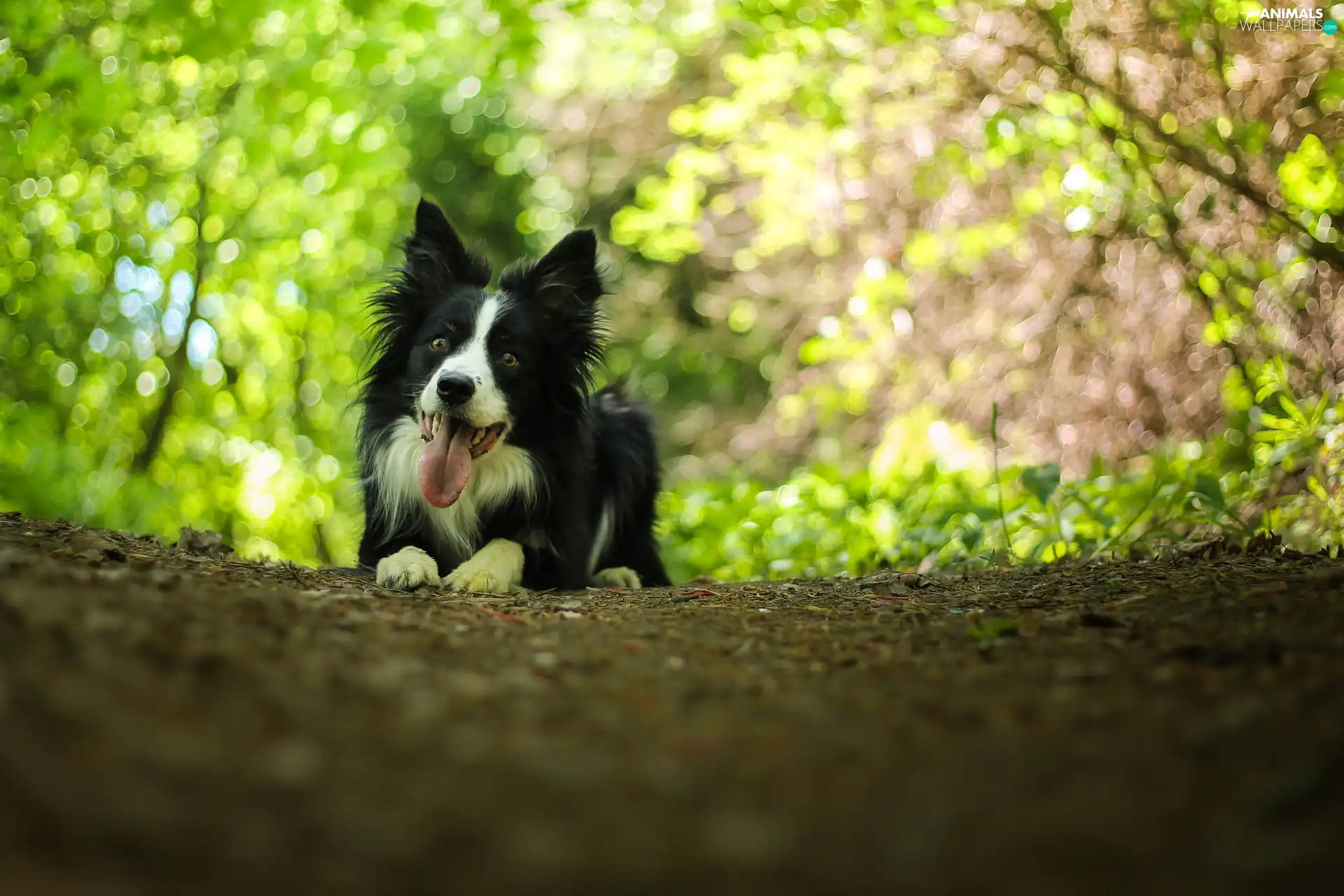 lying, Border Collie, Bokeh, dog