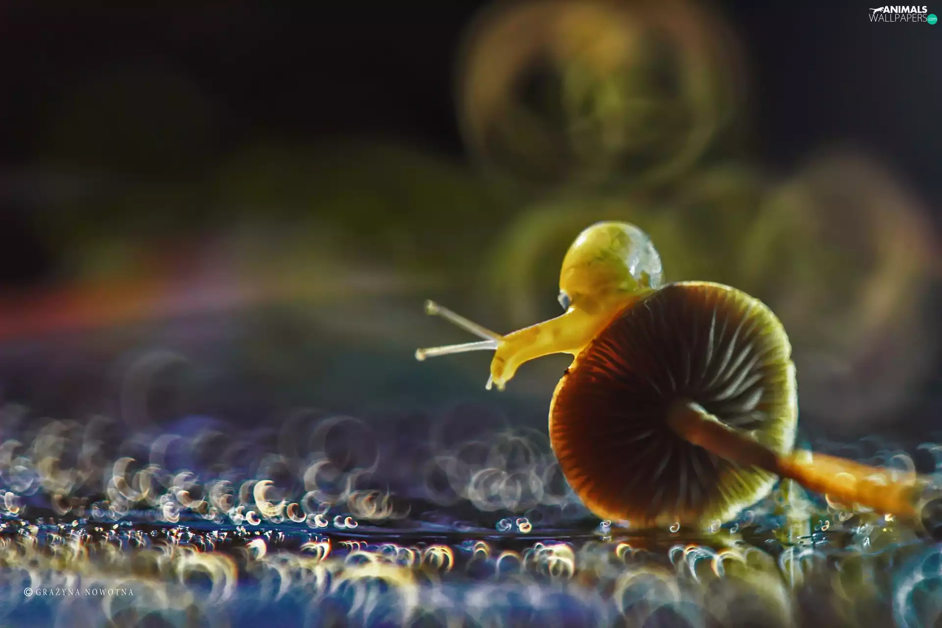 Bokeh, Snail, mushroom