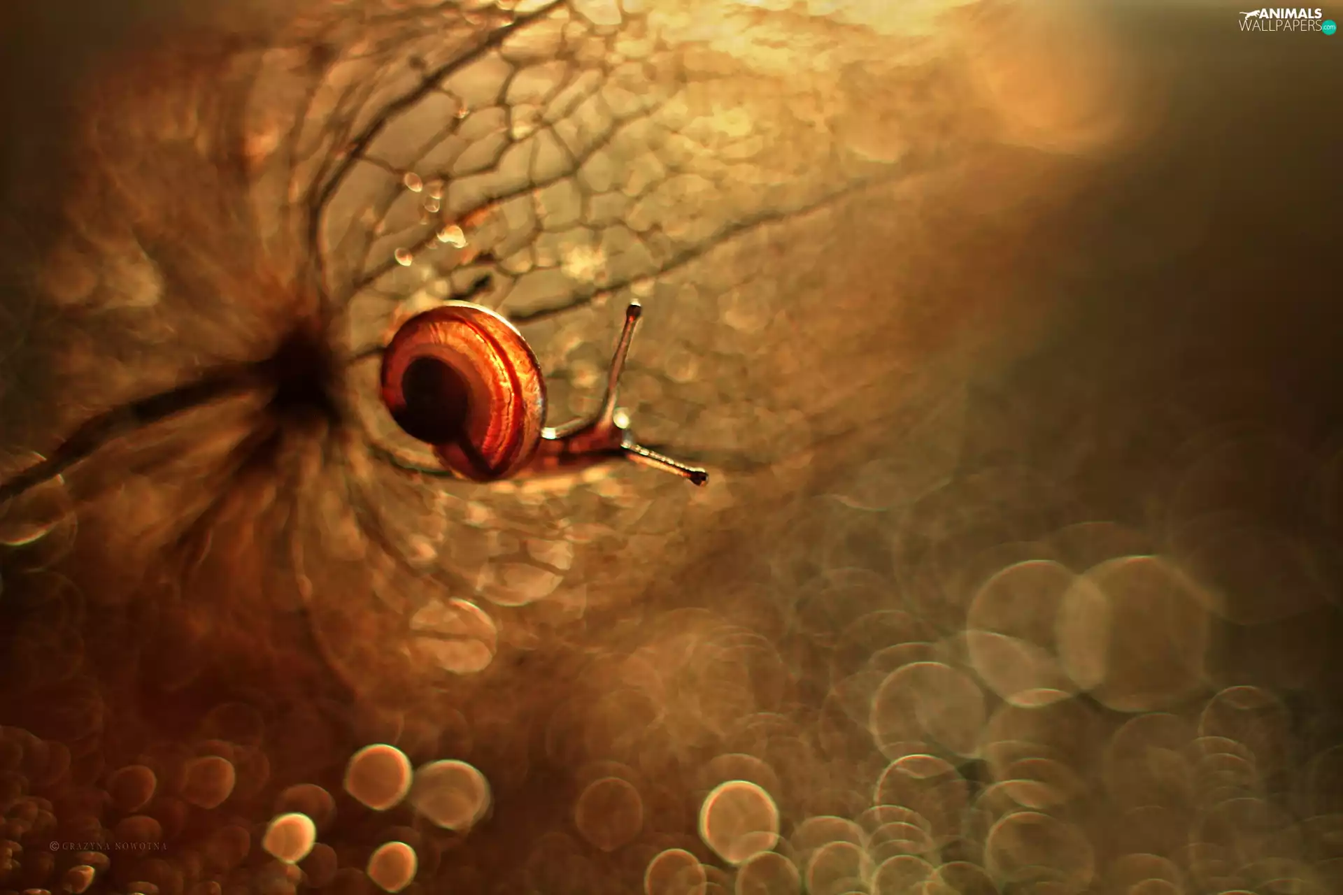 Bokeh, snail, physalis