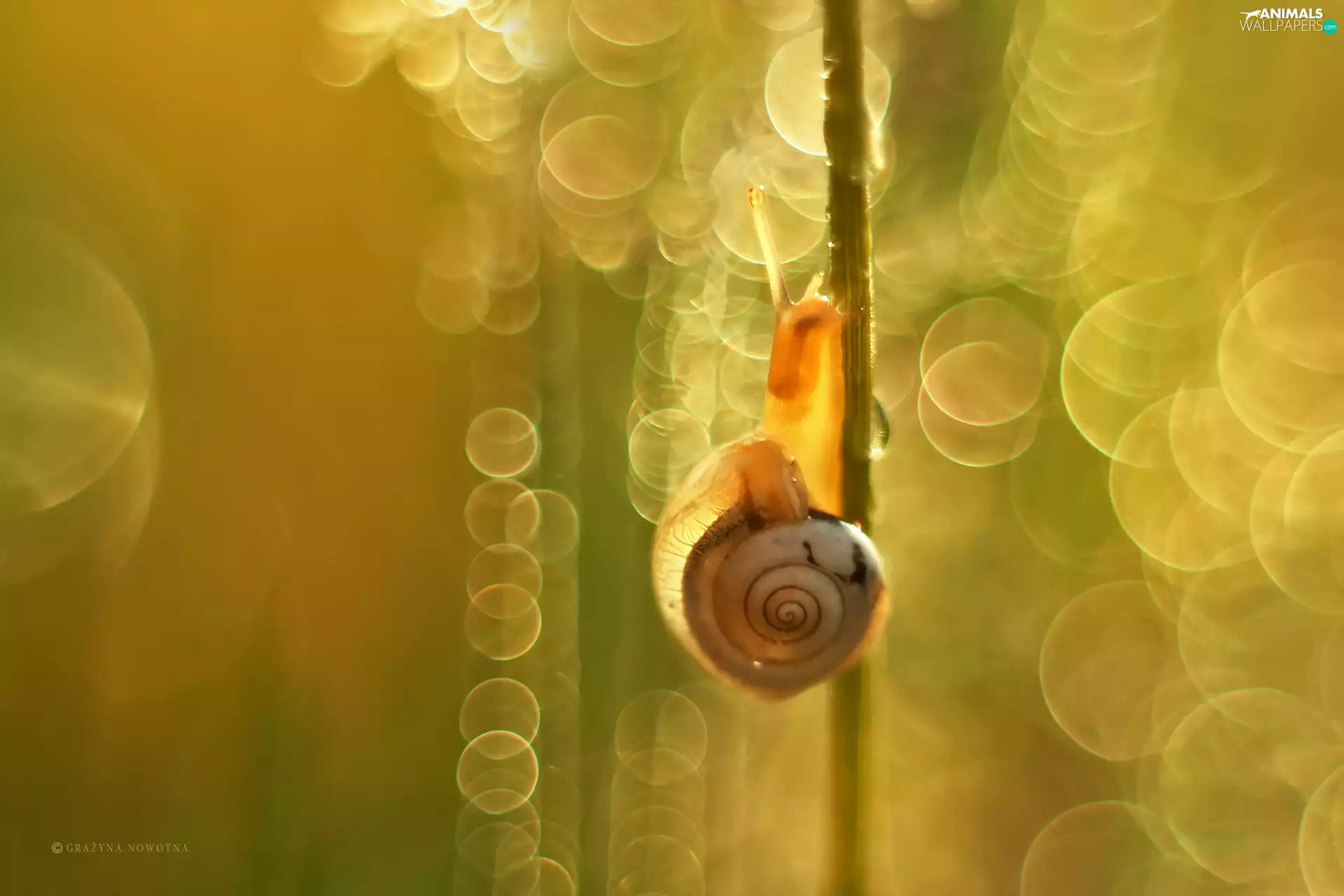 Bokeh, snail, Plants