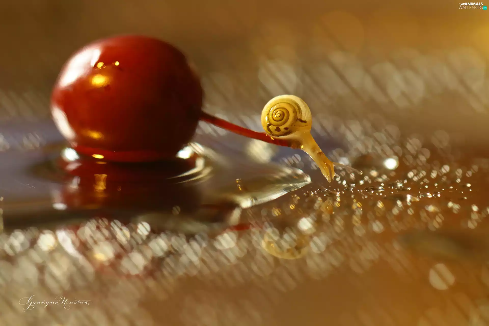 Bokeh, snail, plum