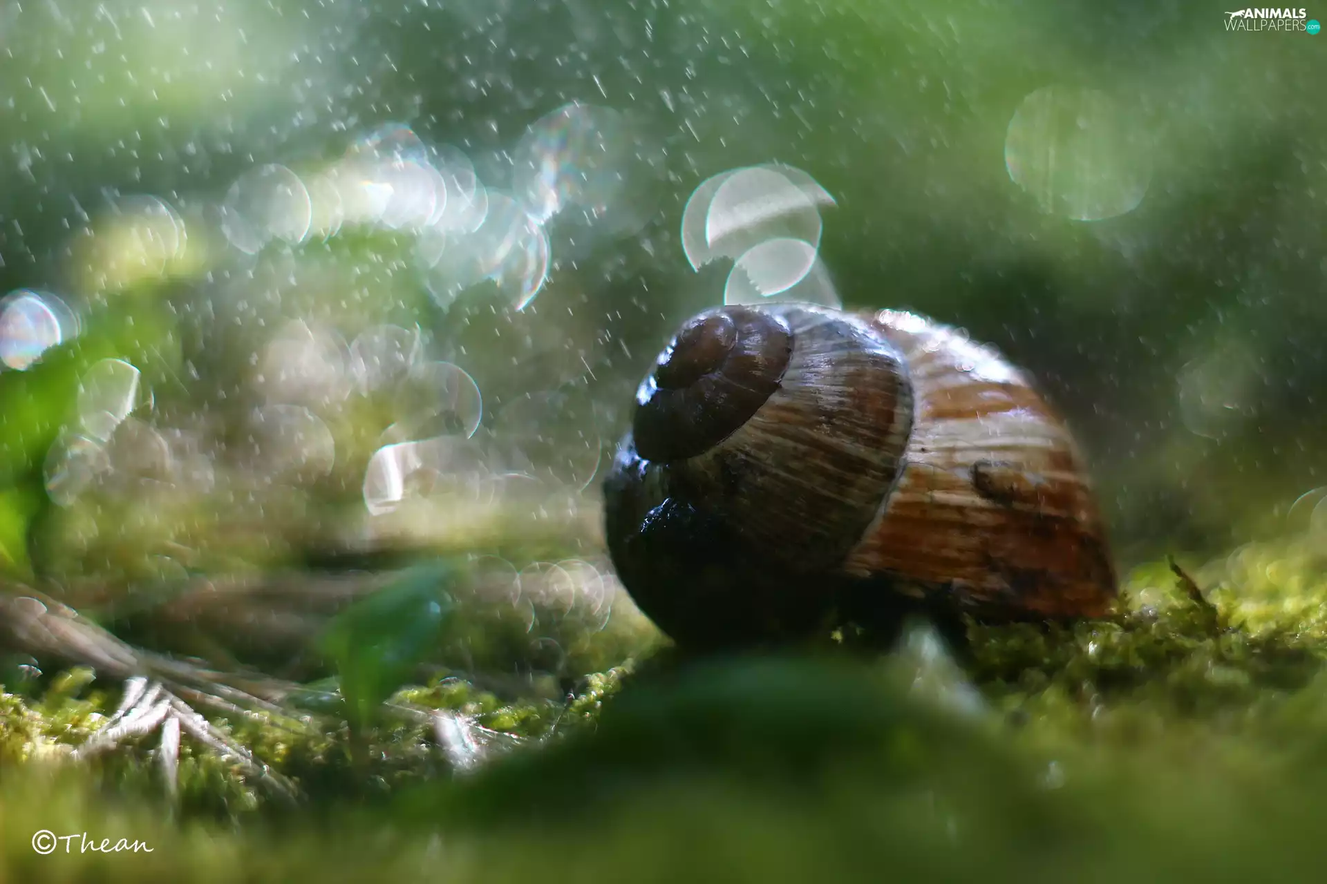 Bokeh, snail, shell