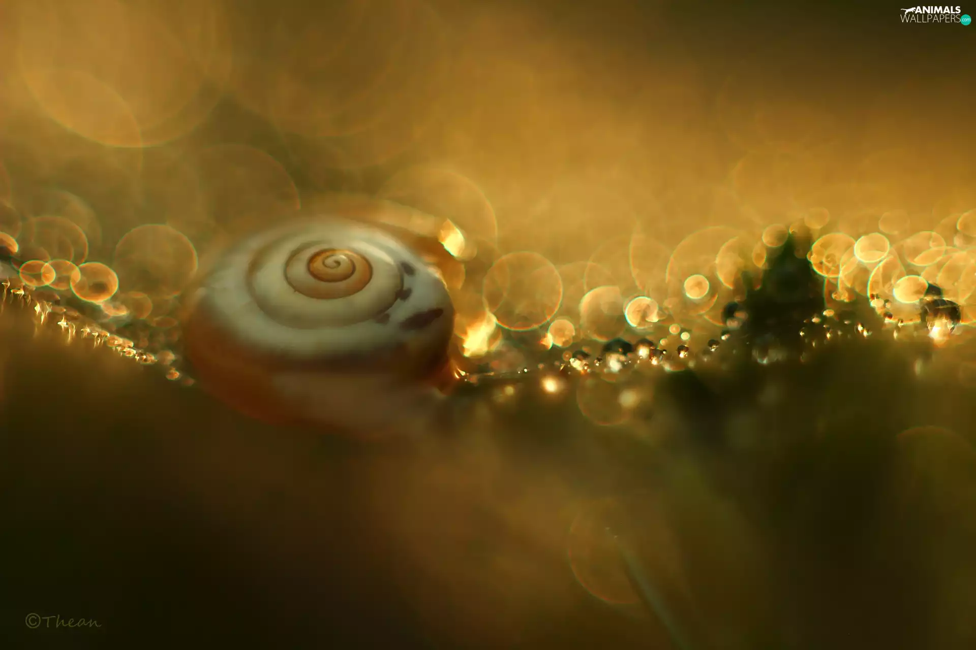 Bokeh, snail, shell