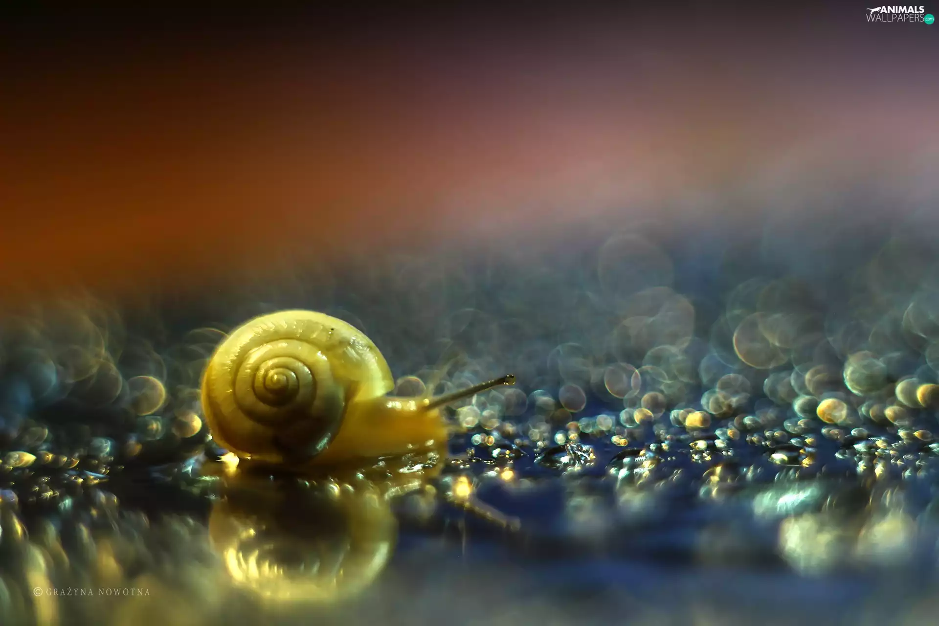 Bokeh, snail, shell