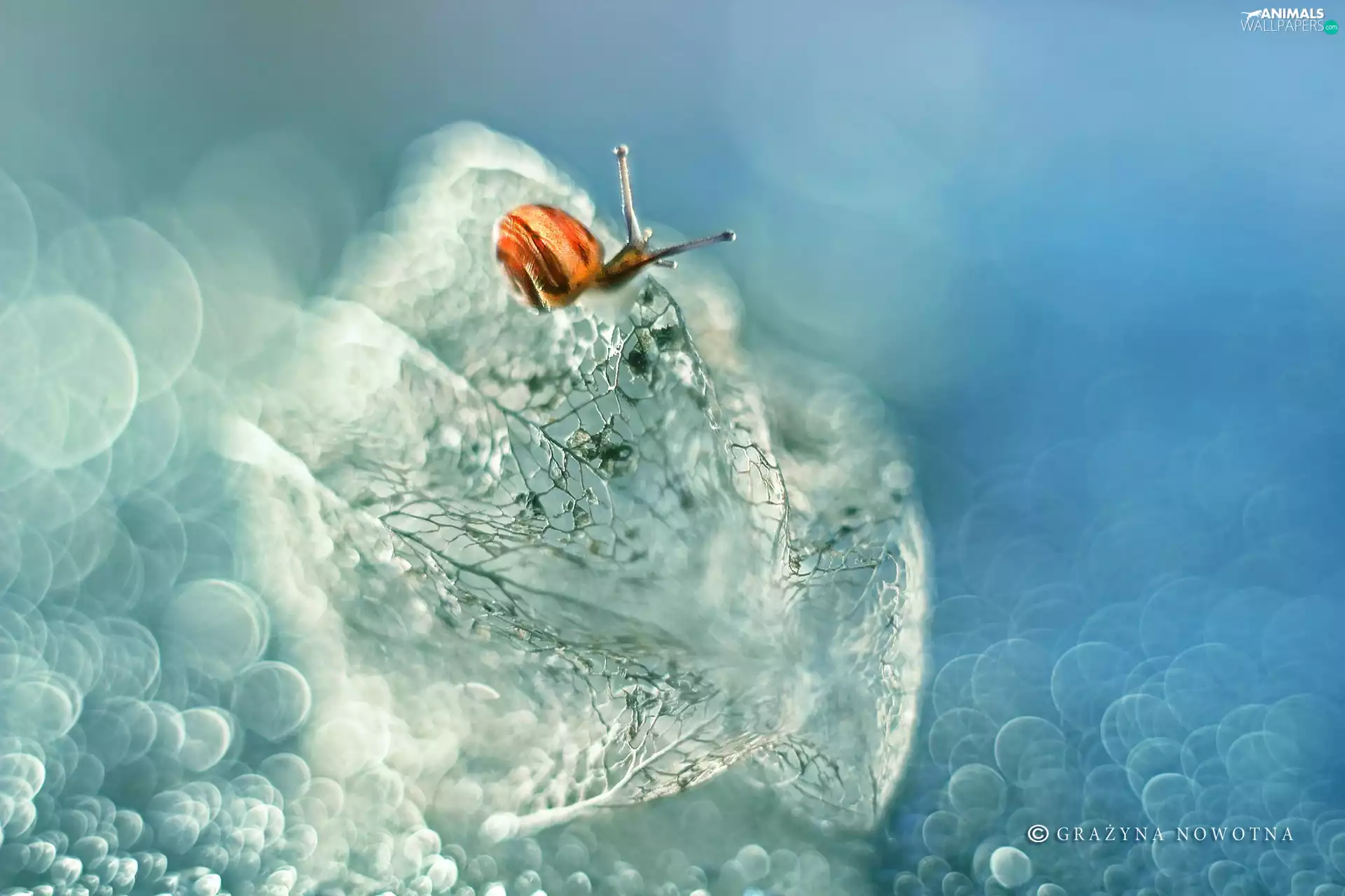 Snail and Tomatillo, Bokeh