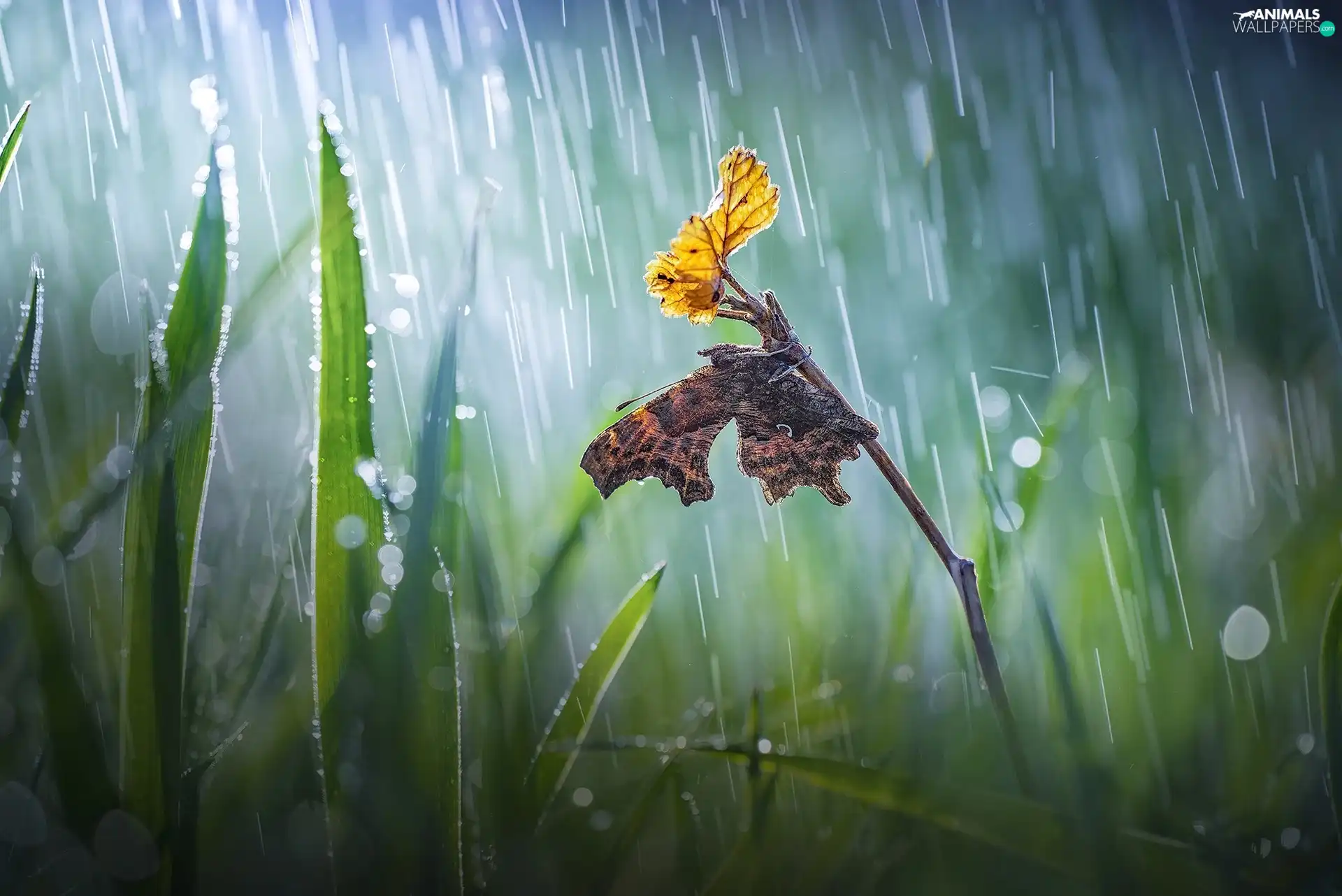 butterfly, Bokeh, twig, Rain, grass
