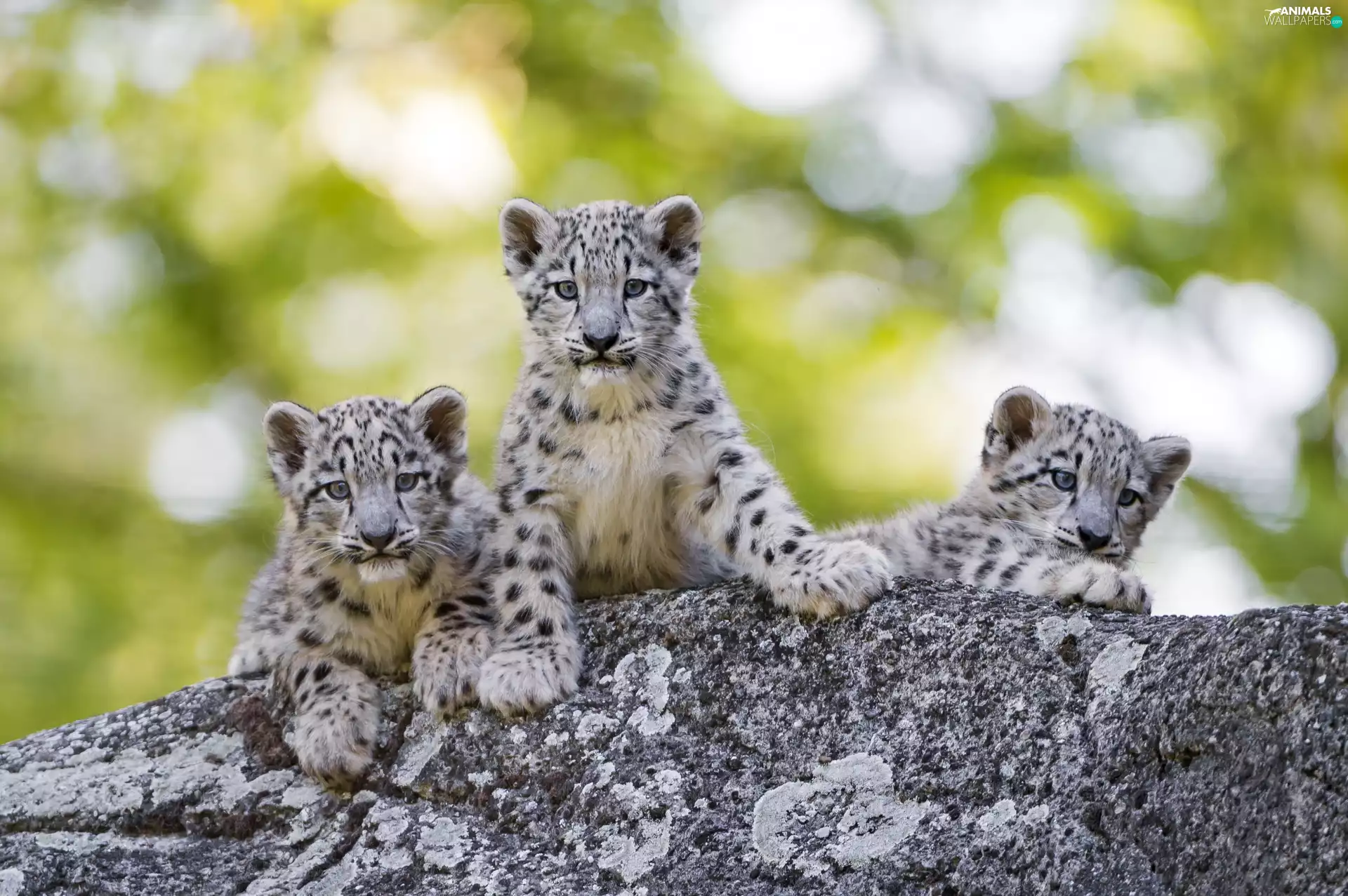 Leopards, Bokeh, young, snow, Three
